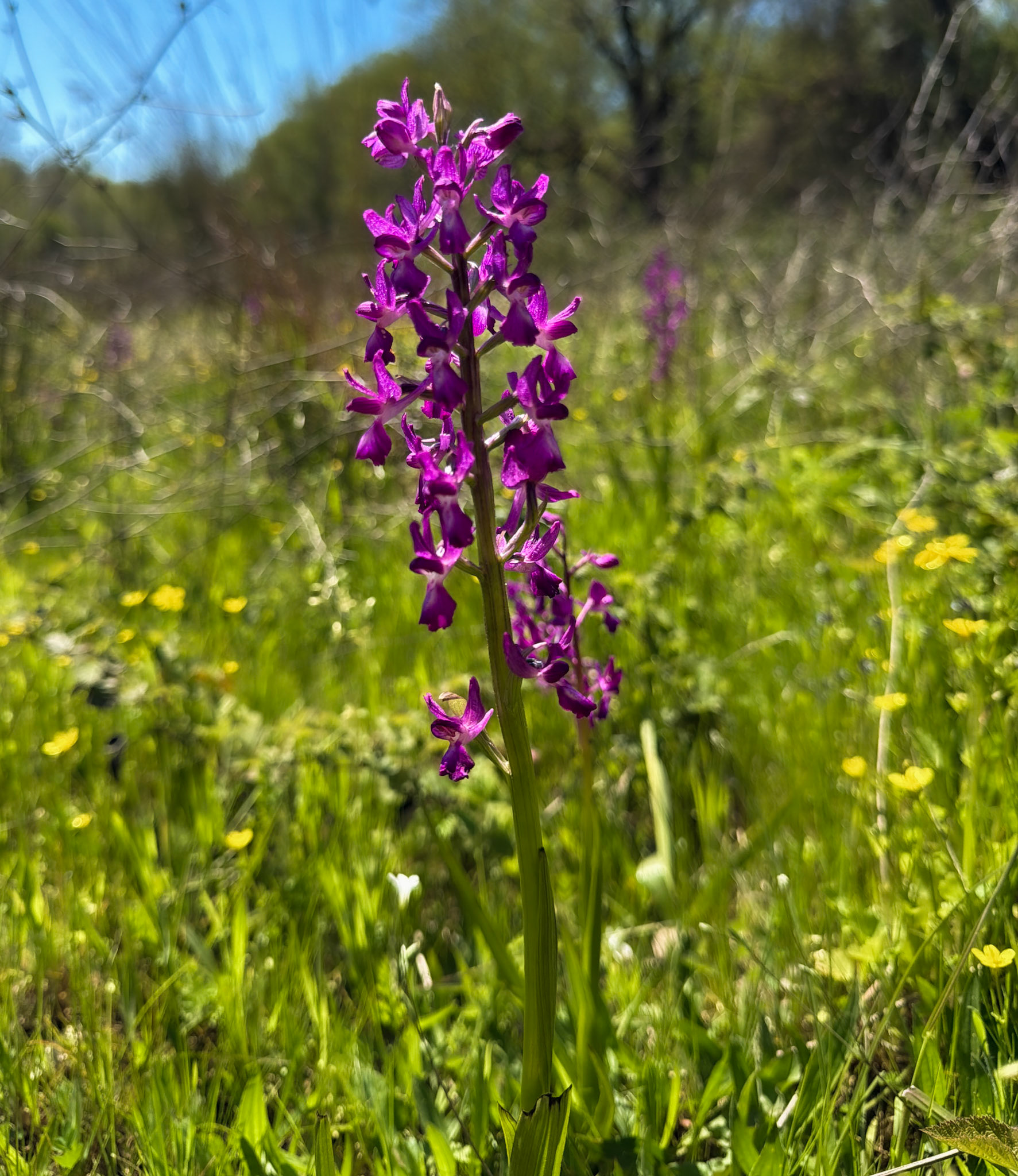 northern Reşadiye forest: common orchid