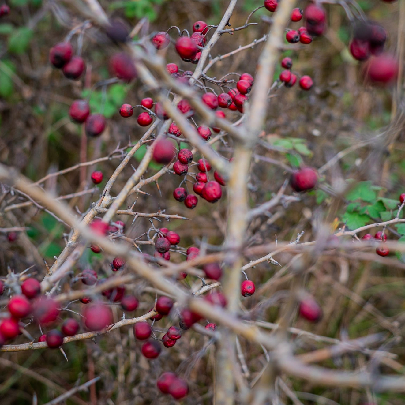 between speculators’ crest and the site of Spradon: red hawthorn berries