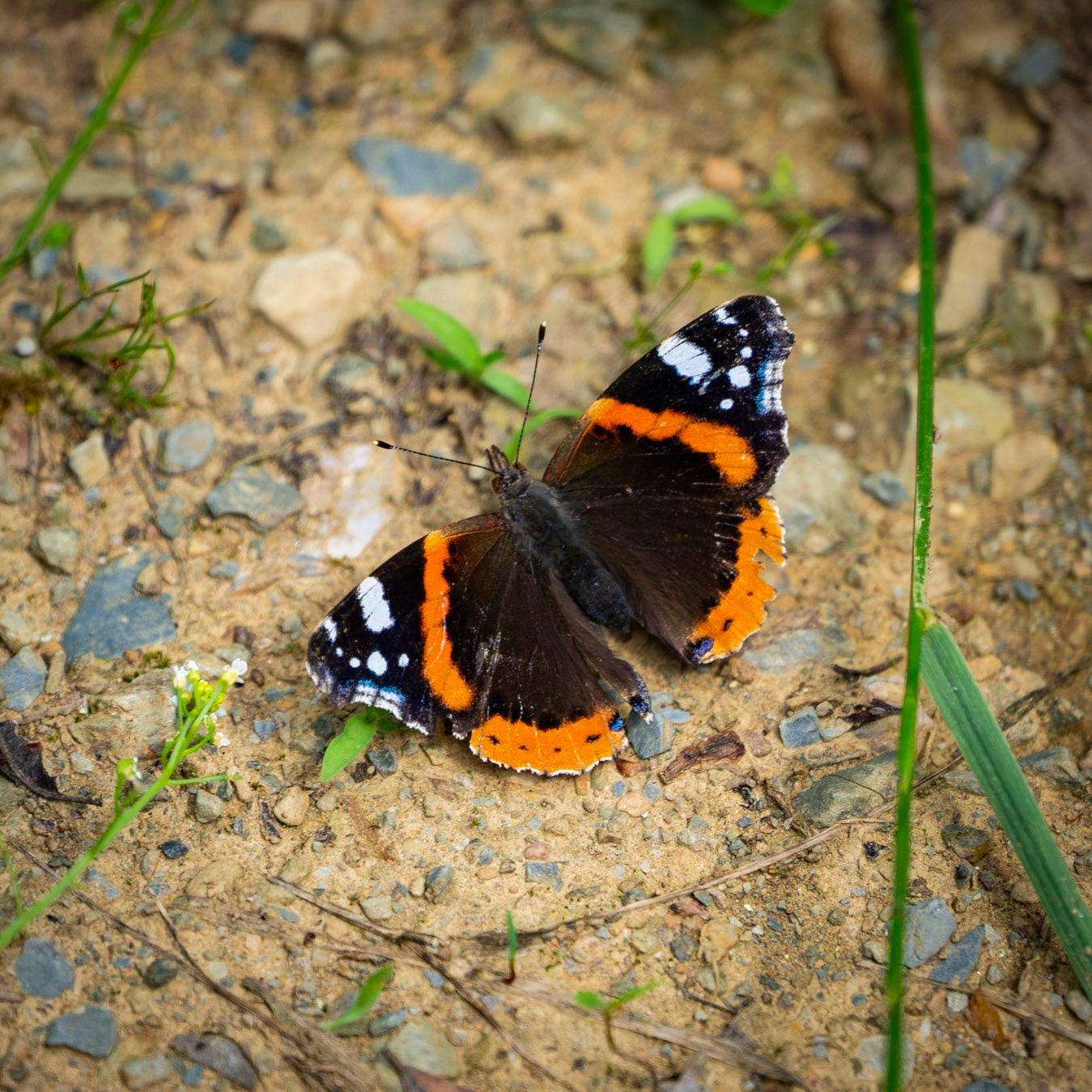 Haçımaşlı woodland: a brown and orange butterfly