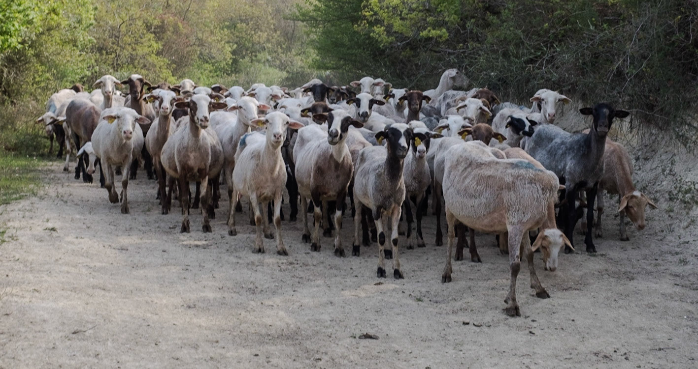 between Terkos and Boyalık: a flock of goats