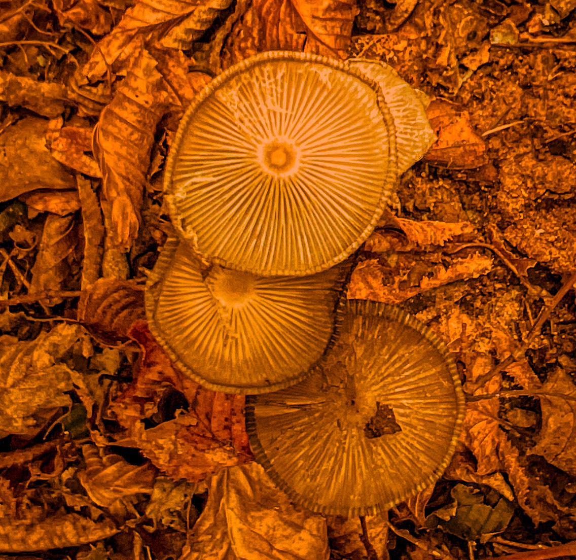 Zerzevat east streamwalk: fungi