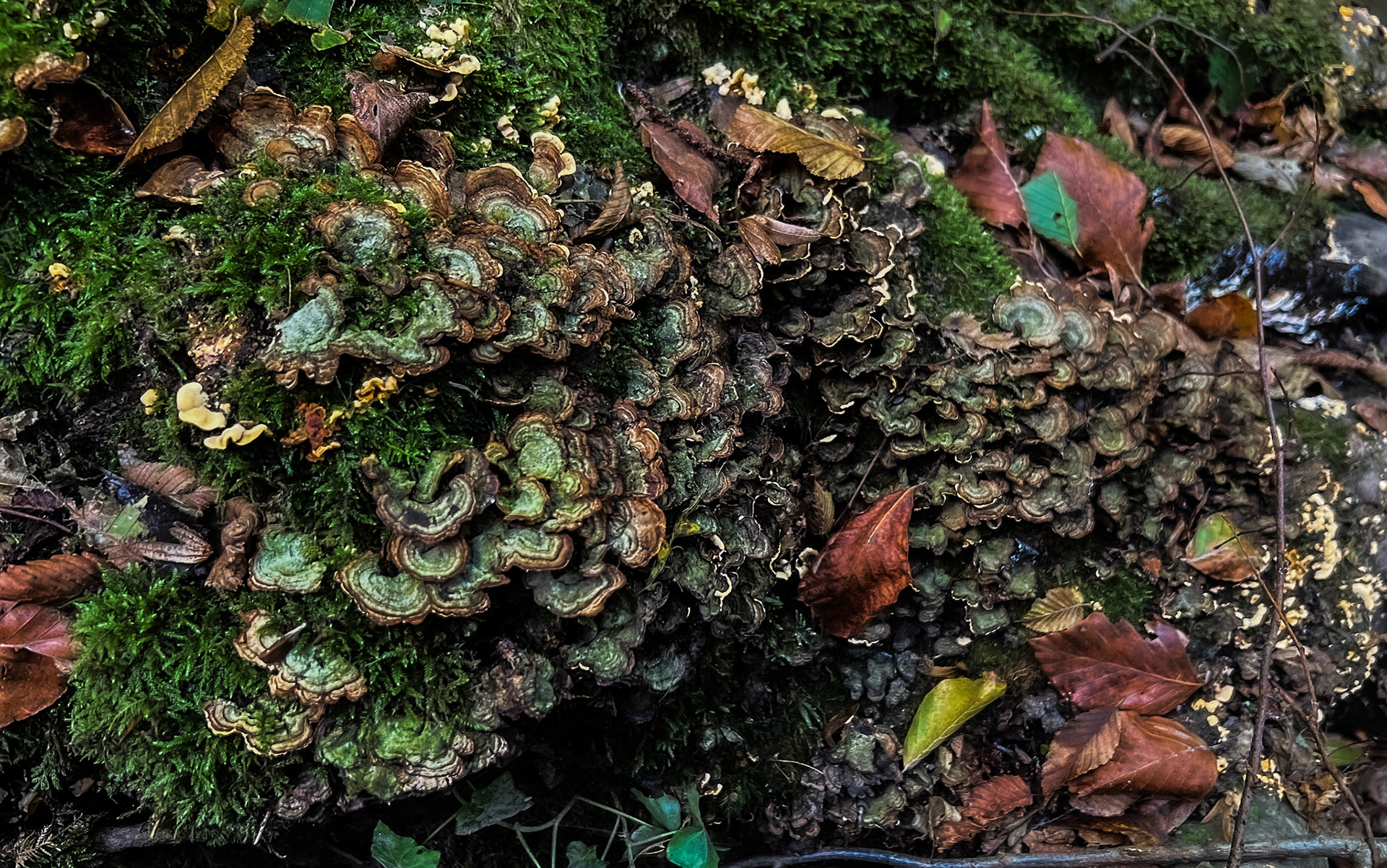 Zerzevat east streamwalk: dark-hued wood fungi