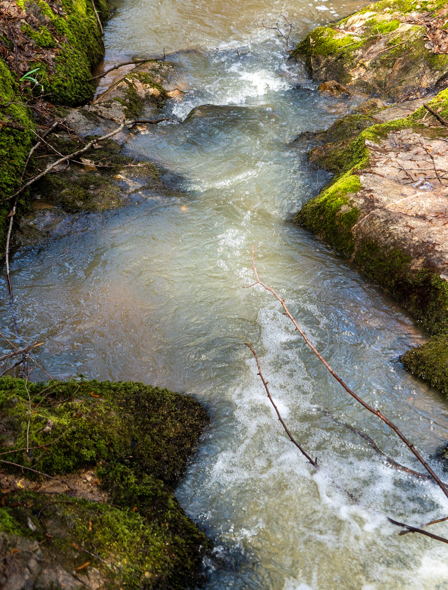 Polonezköy forests: foamy stream