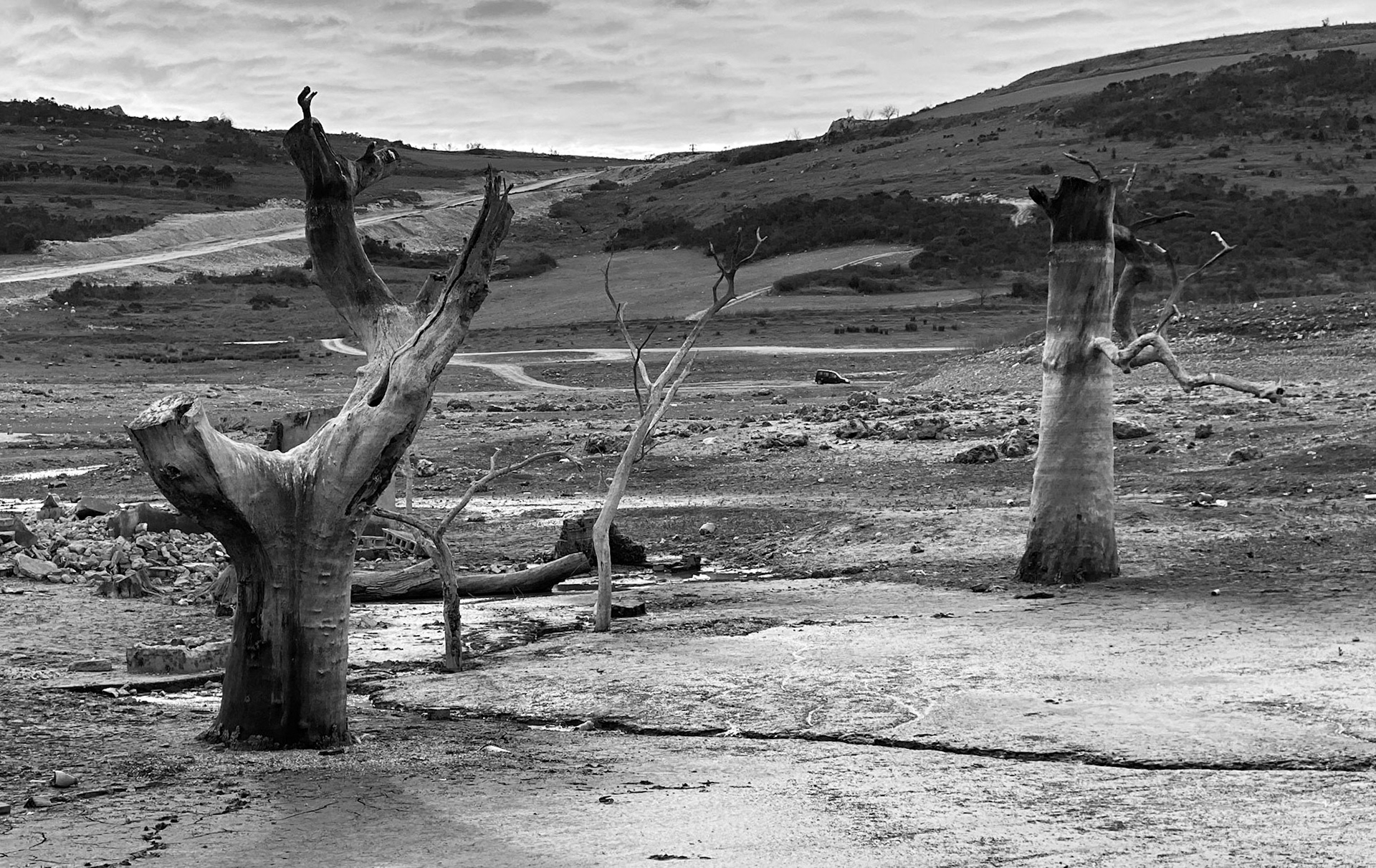 Şamlar: long-submerged and long-dead plane trees in the almost-dry Sazlıdere reservoir bed south of the village