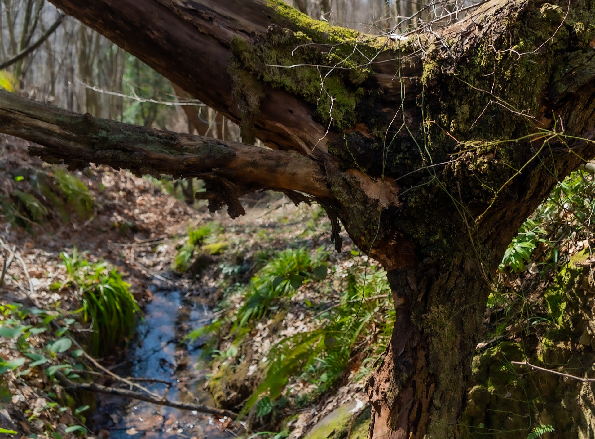 Zerzevat stream valley: a broken tree