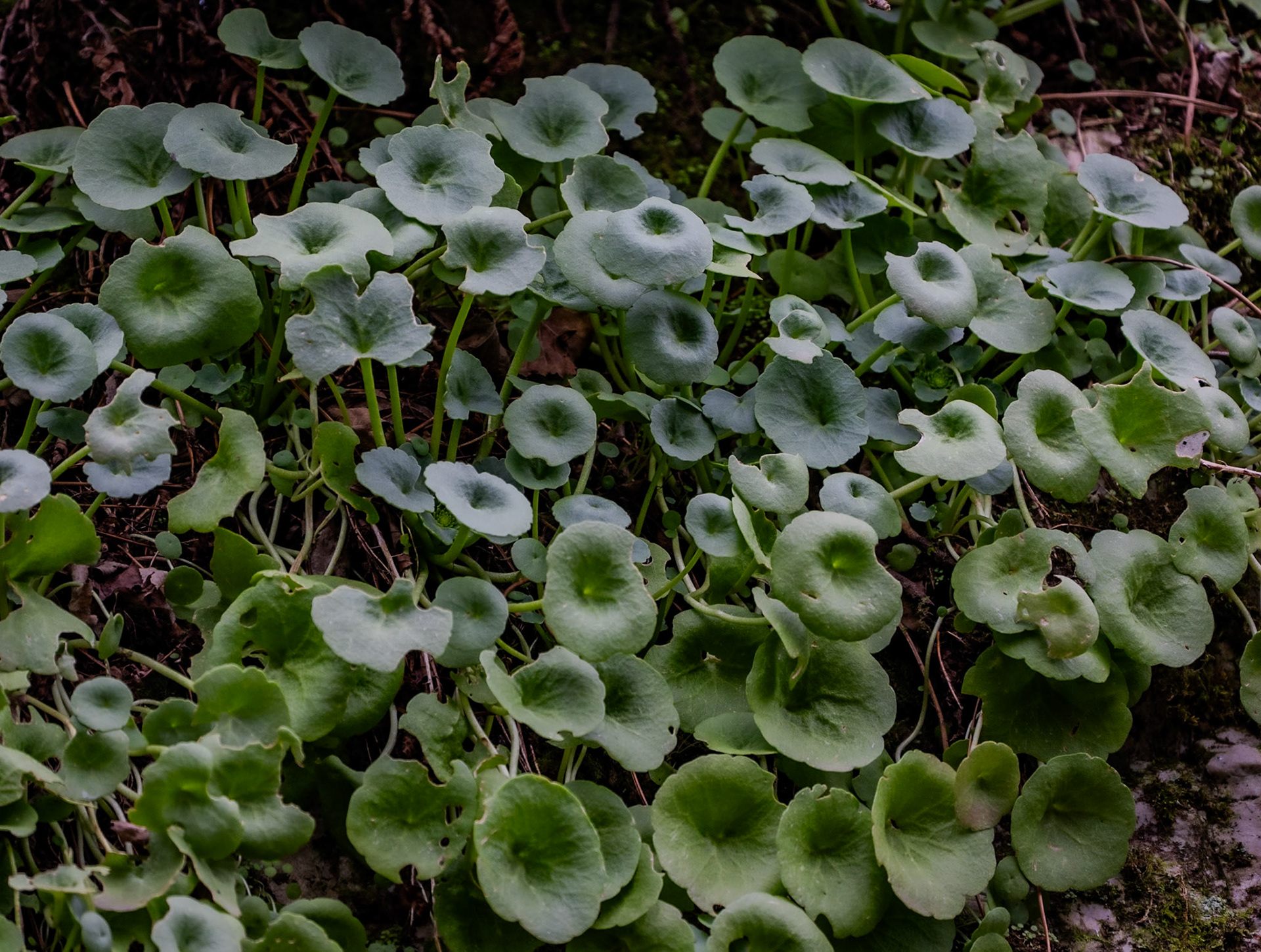 Dereseki forest traverse: a circle-leafed plant