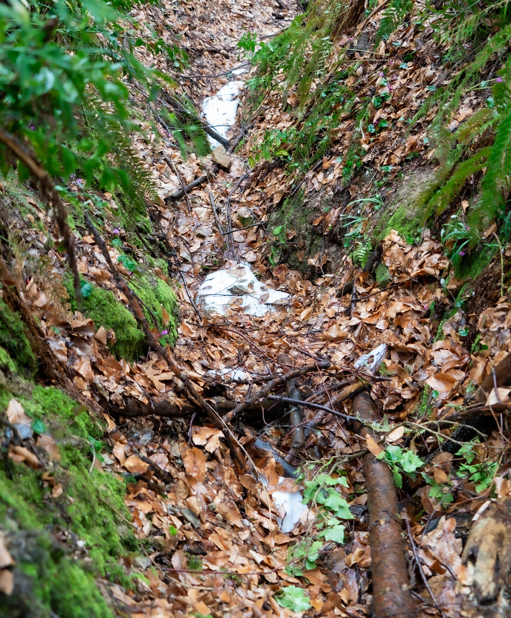 Polonezköy forests: a little spring snow