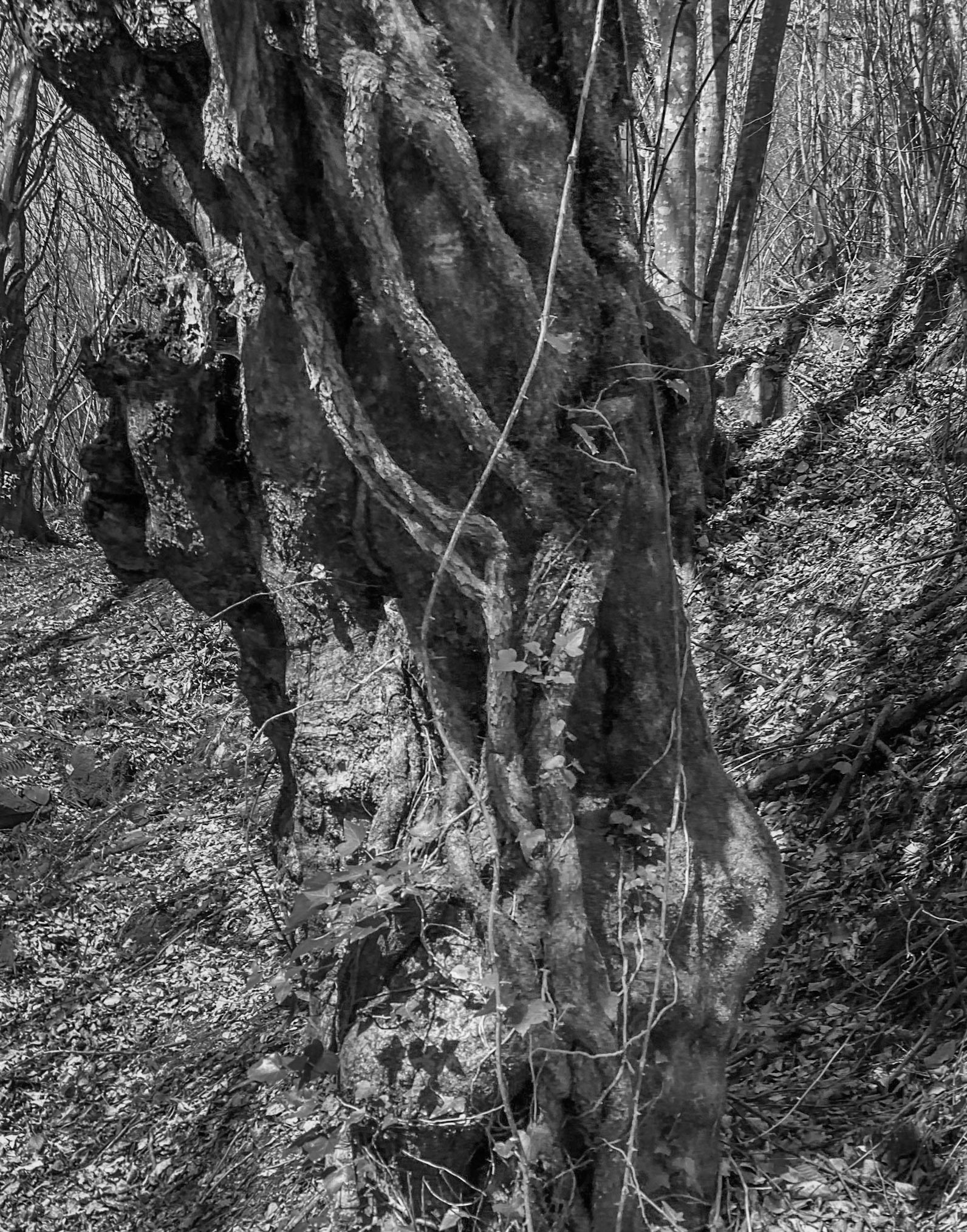 Zerzevat stream valley: old tree