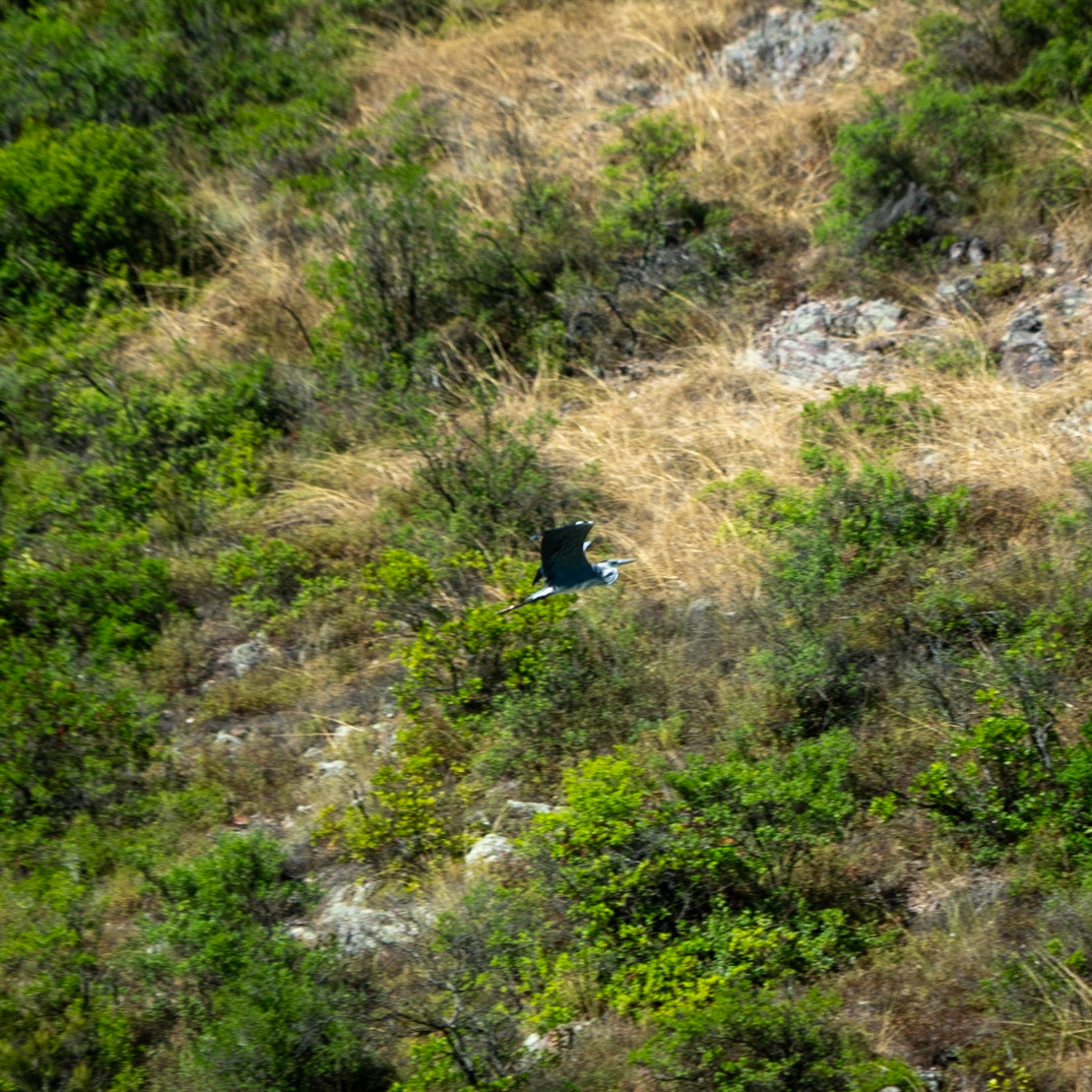 Paşaköy gorge: water-bird