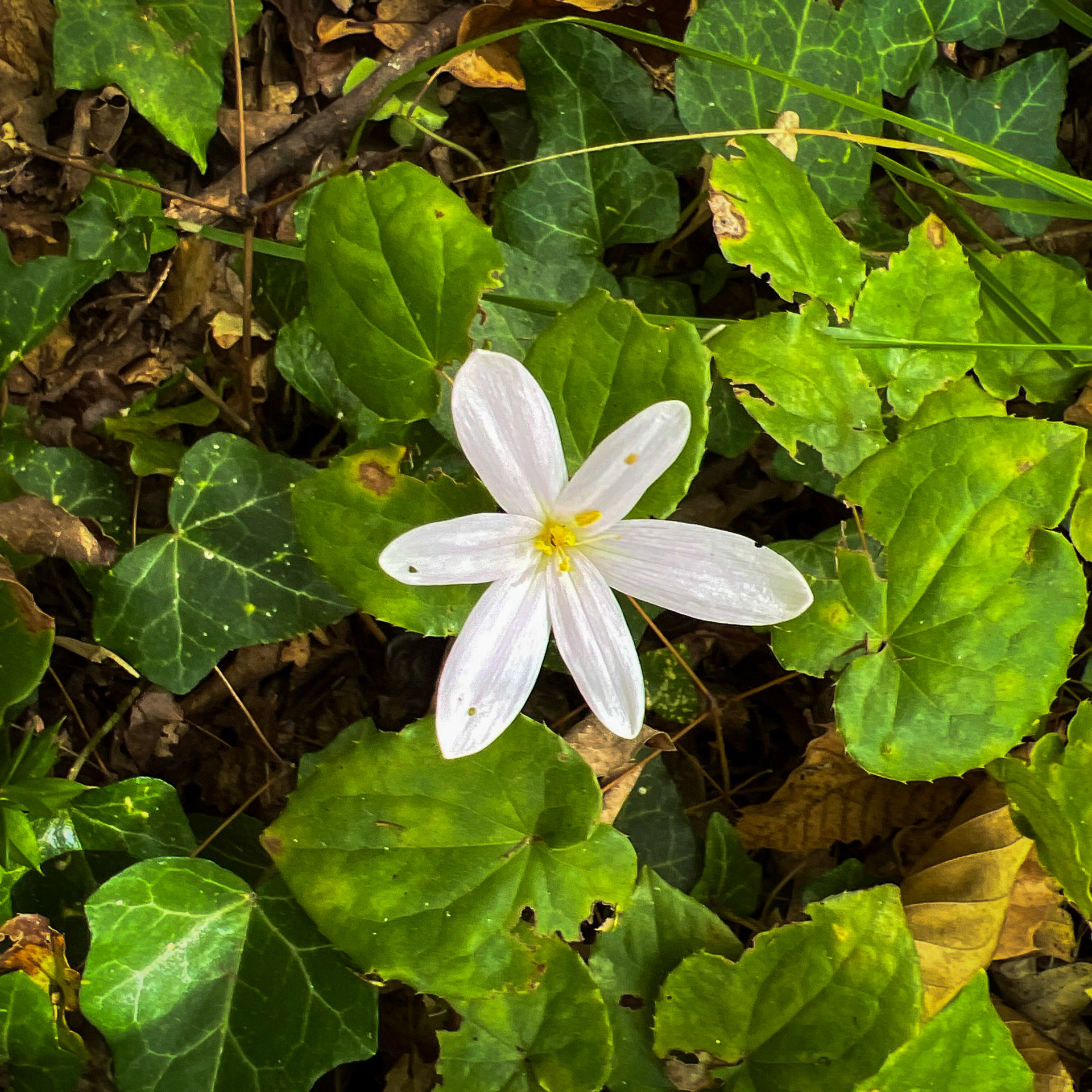 between Kılıçlı former army base and southeastern streambed: white star flower