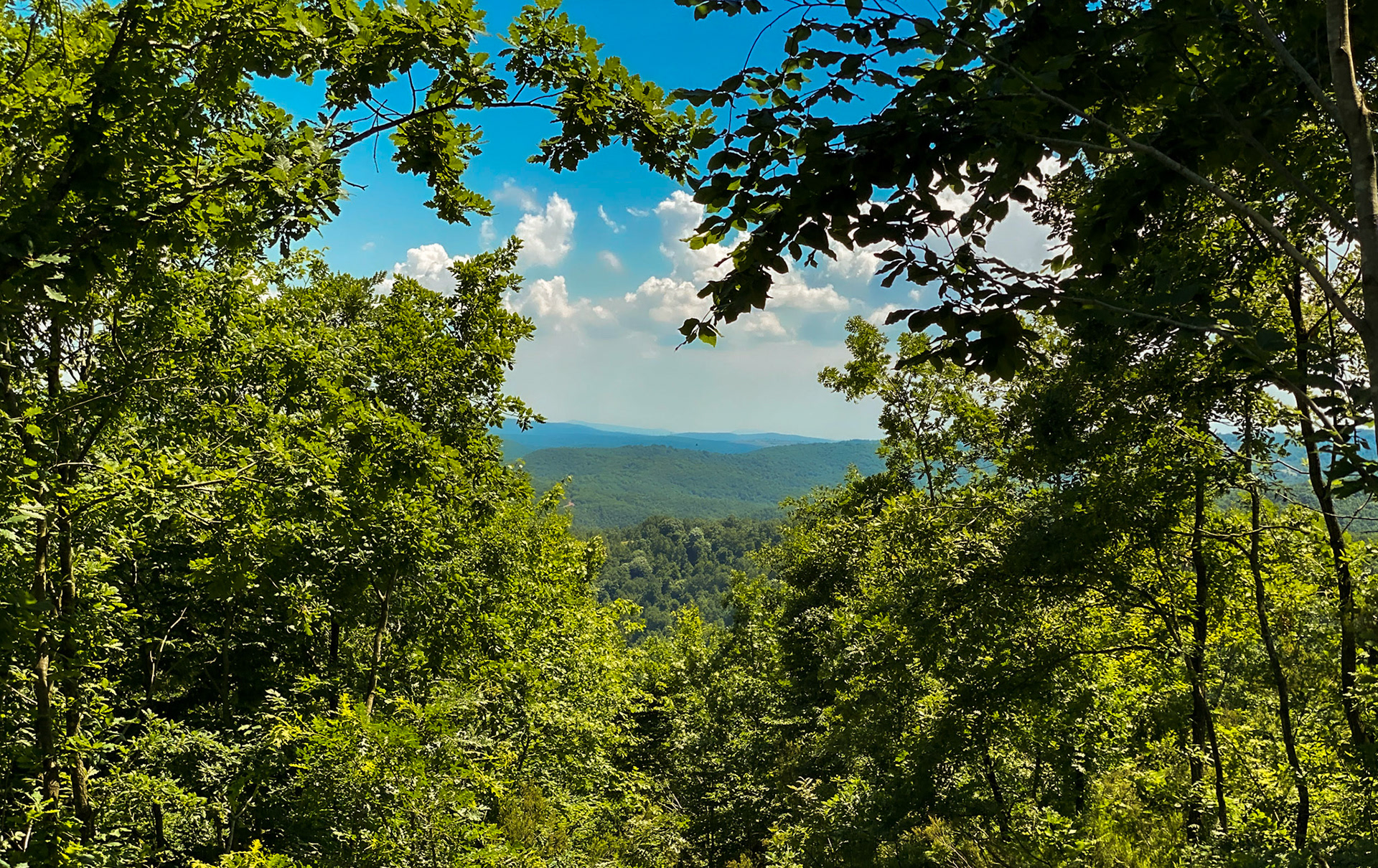 Ezili forest: landscape