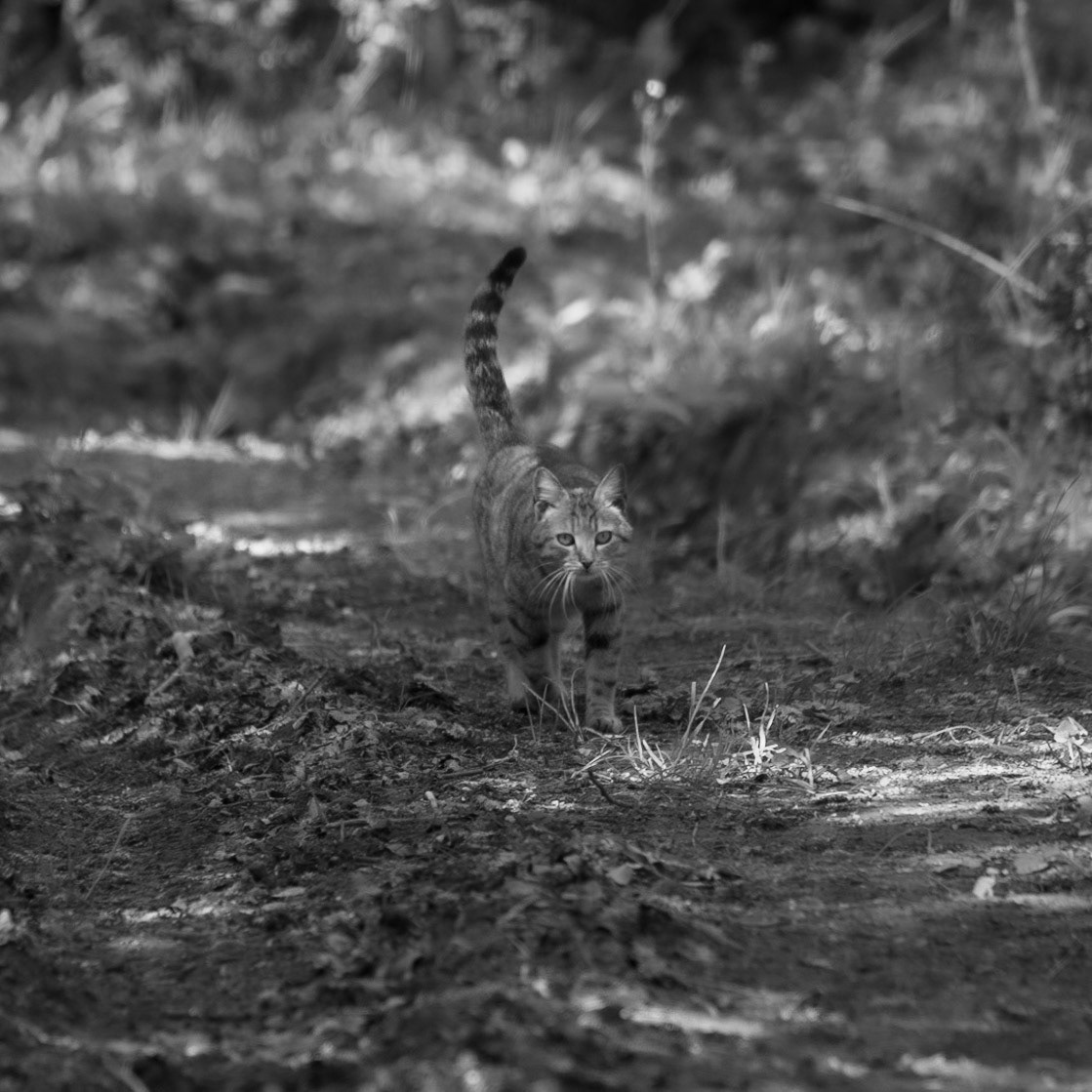 Polonezköy SW forest: a cat walks towards us in the forest
