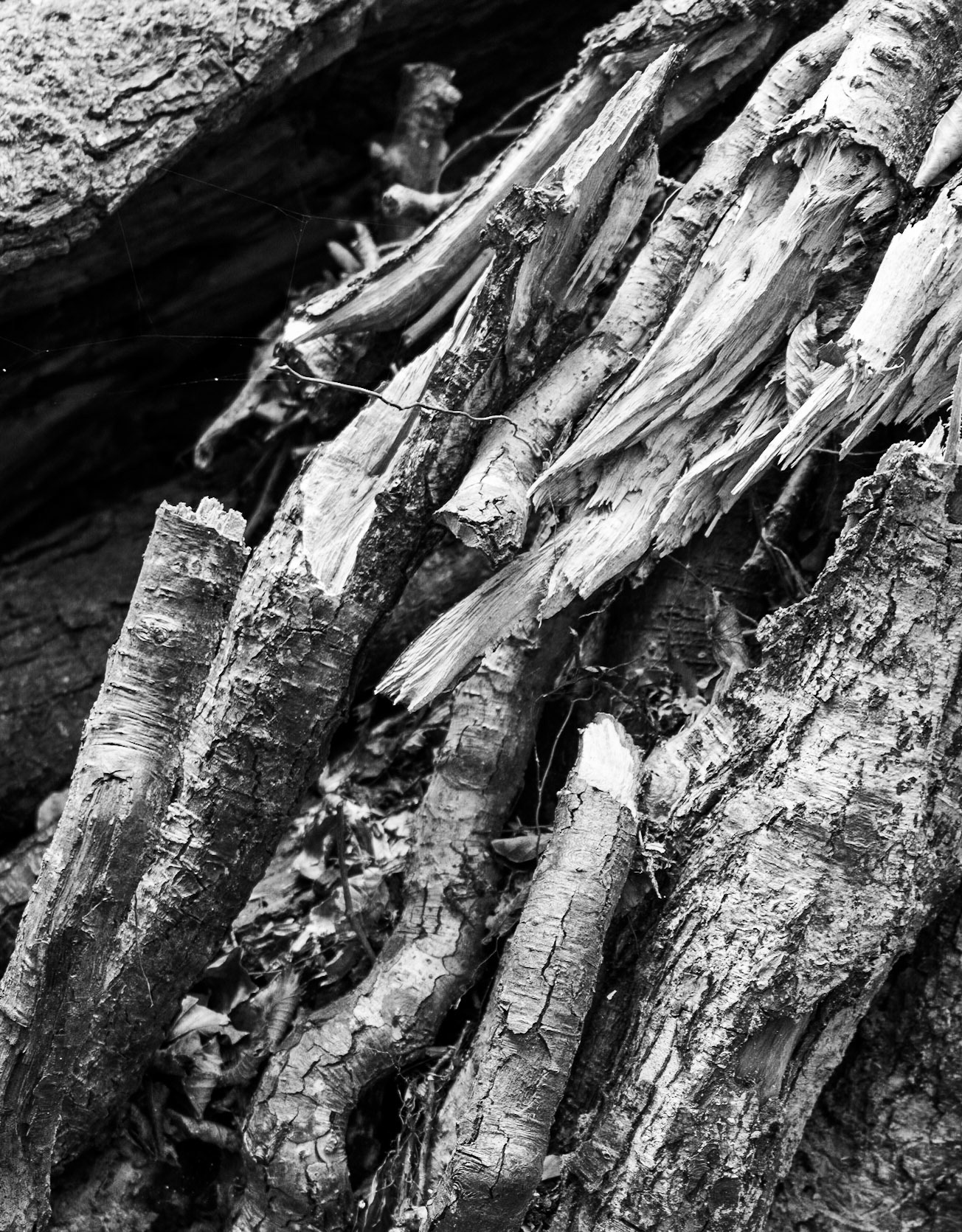Zerzevat east streamwalk: splintered branches