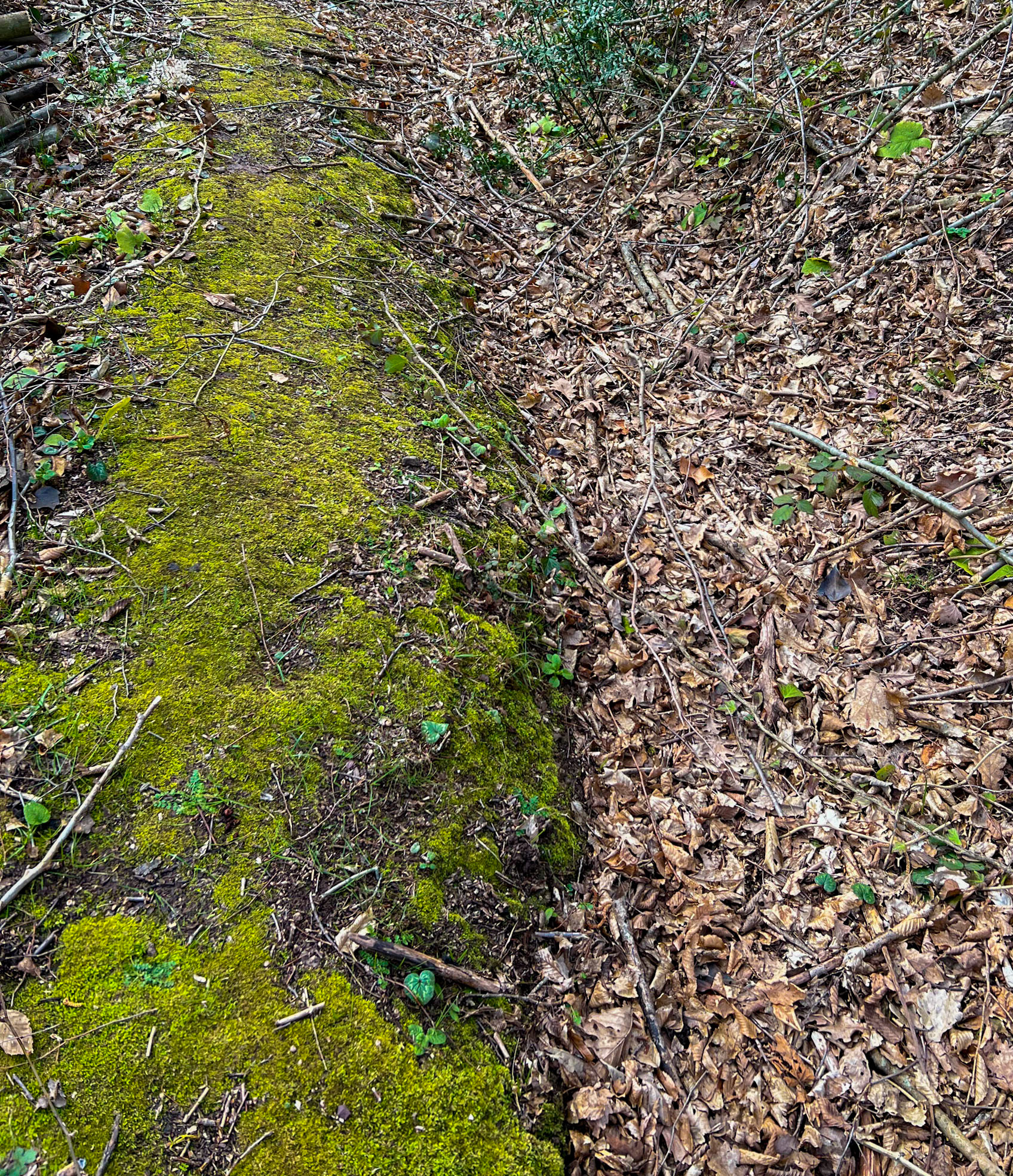 Kaynarca southern forest: green and brown