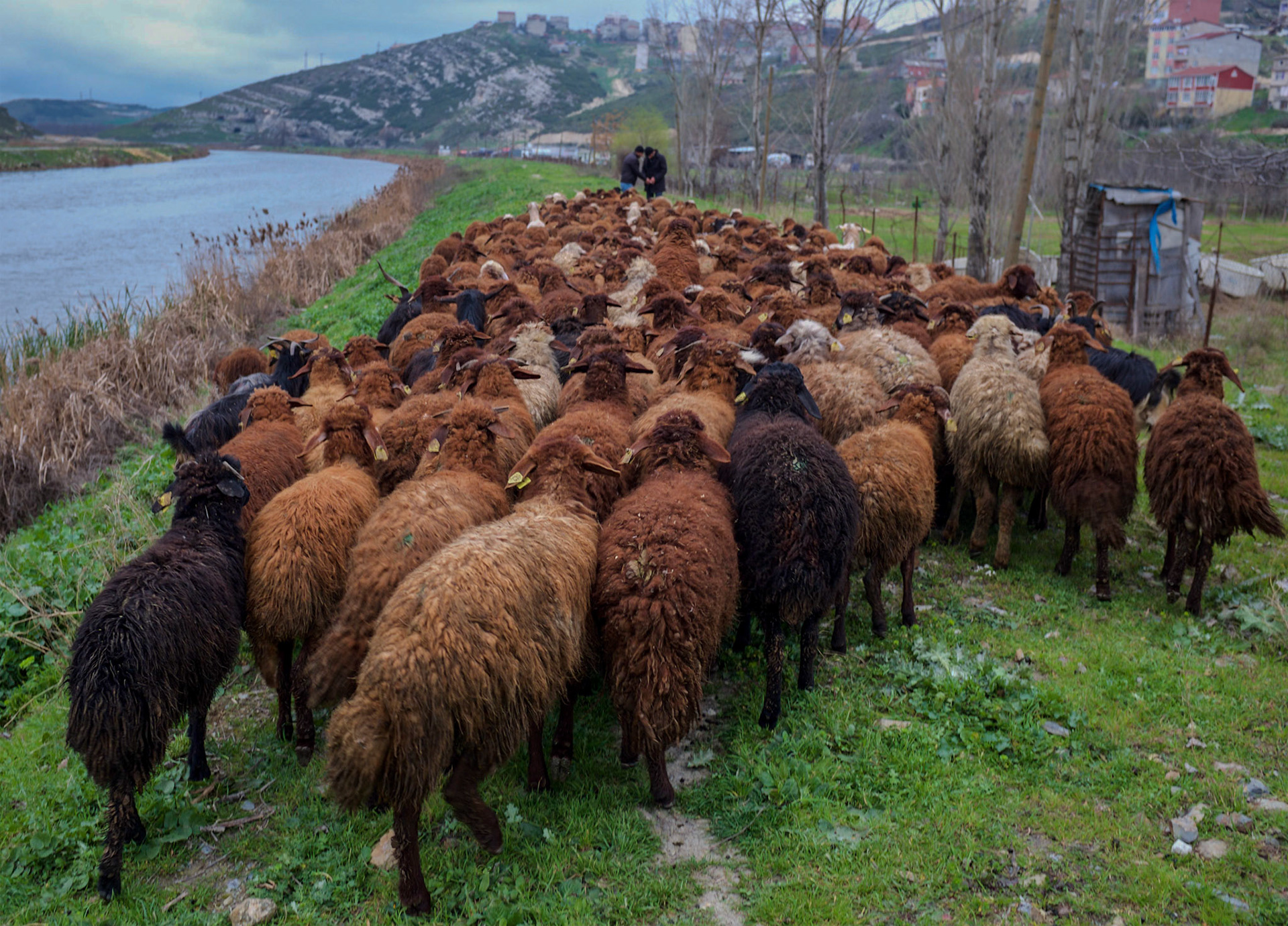 between Yarımburgaz cave and Altınşehir: a flock of goats