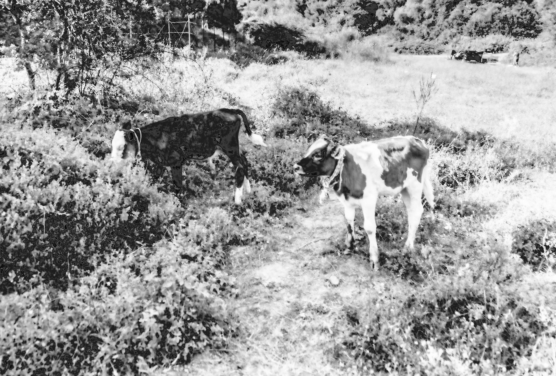 Ortadaǧ small hill: cows