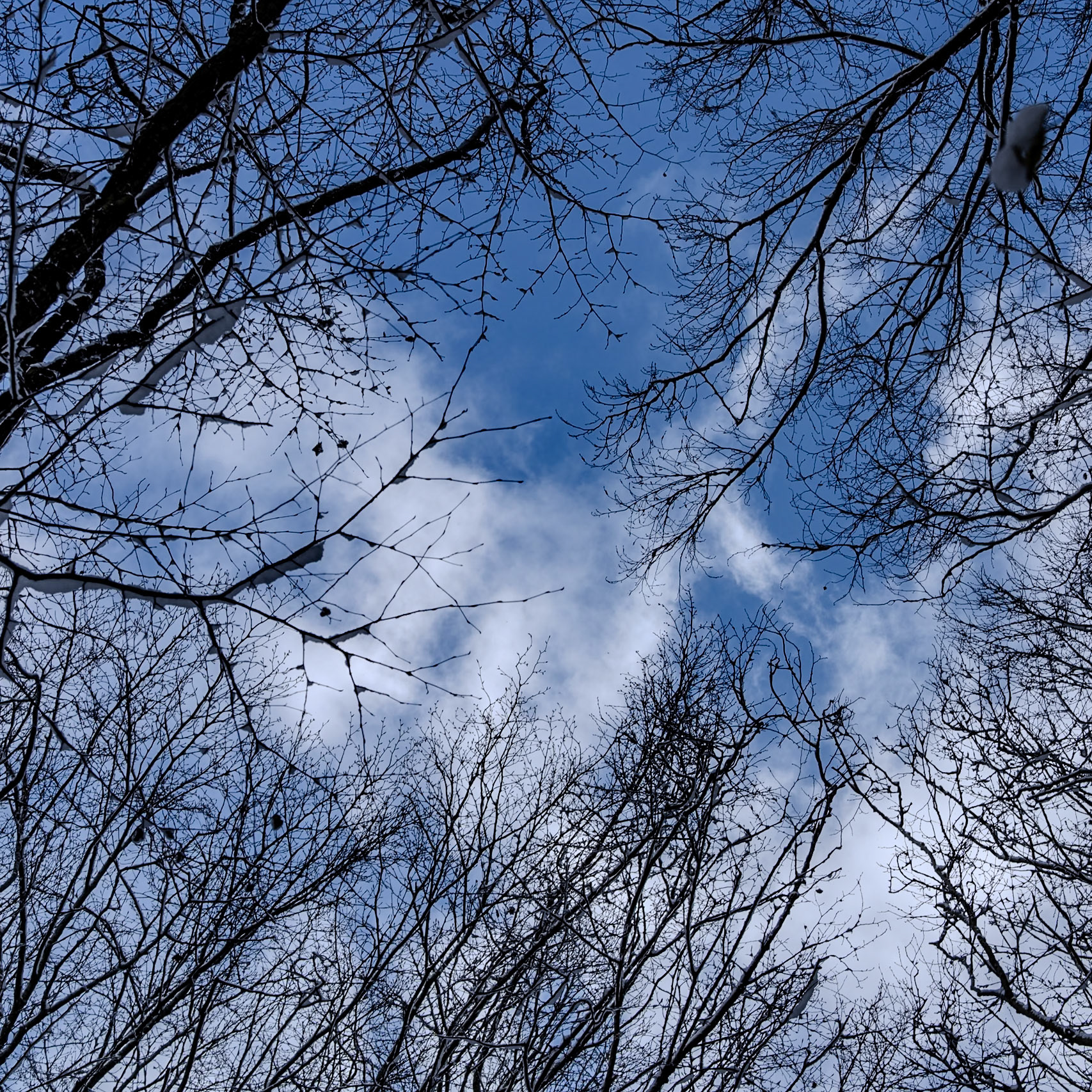 NE Belgrade Forest: finally, the sky clears