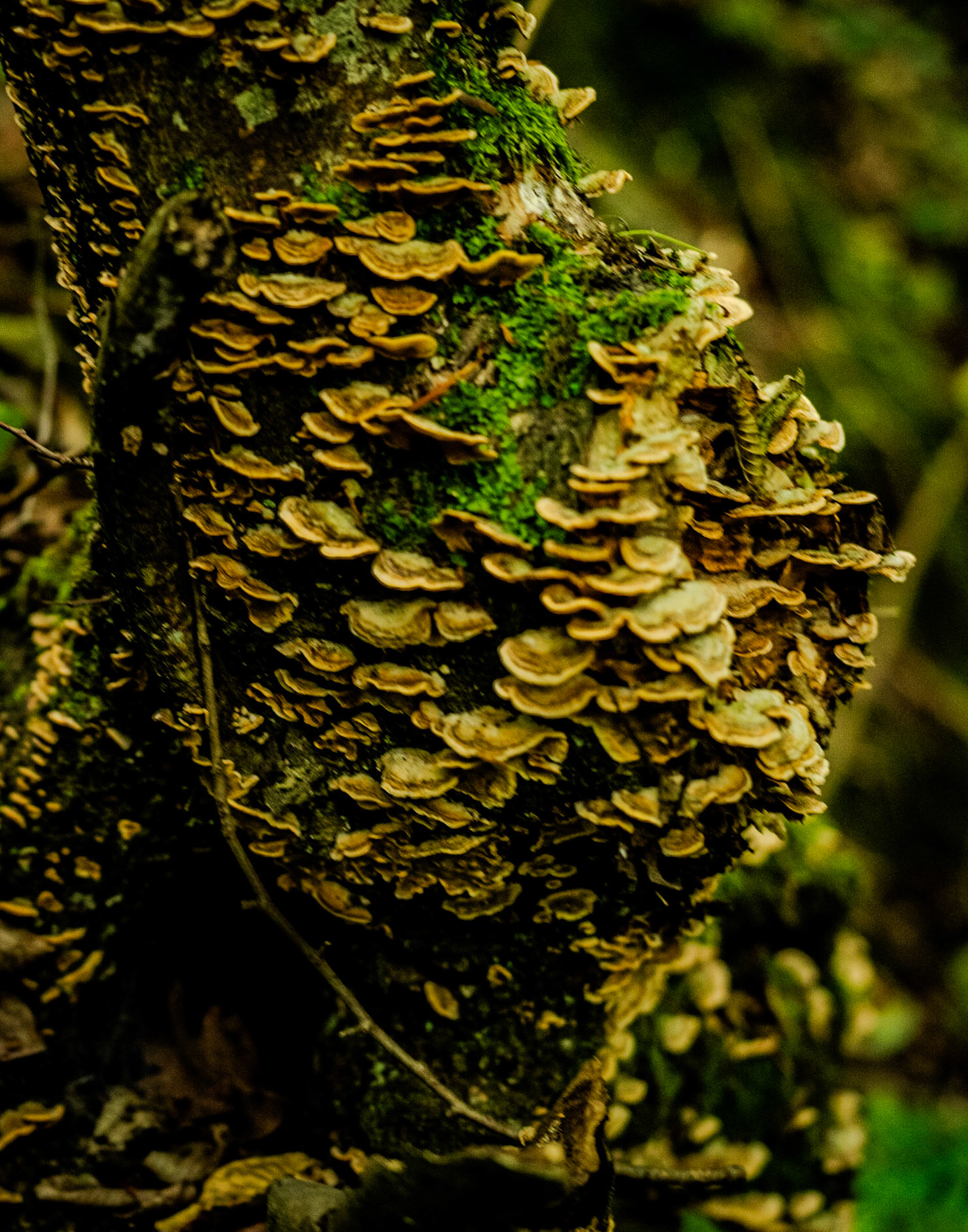 Zerzevatçı streamwalk: wood fungus