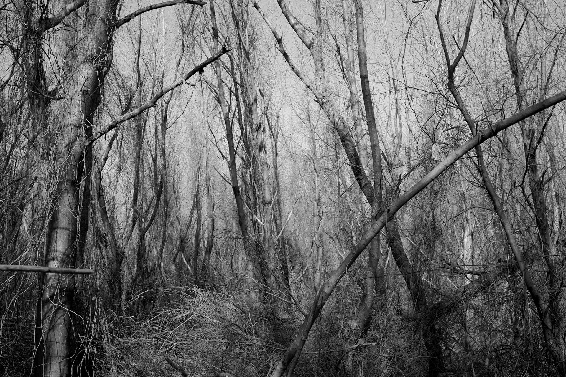 forest between Mahmut Şevket Paşa and Polonezköy