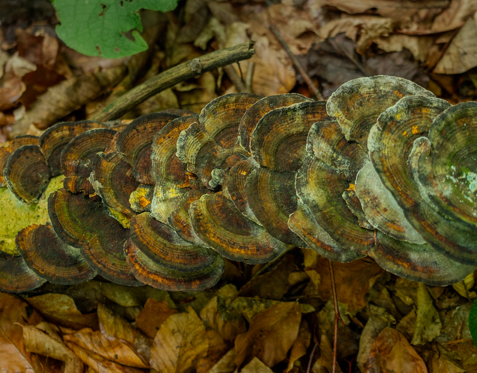 Zerzevatçı streamwalk: plates of wood fungi