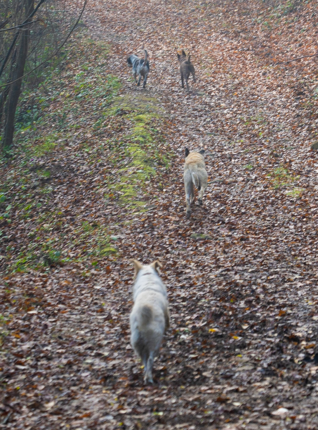 Bozhane forest: four running dogs