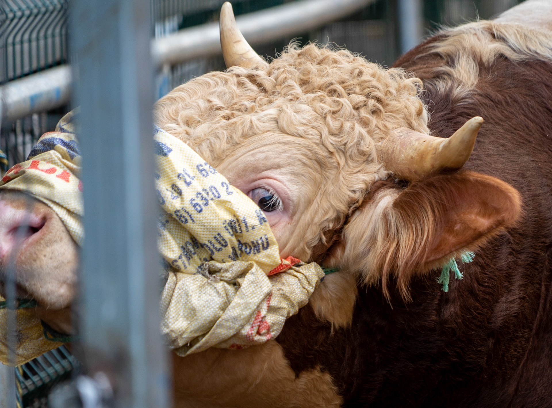 Alibeyköy Kurban Satış ve Kesim Alanı: bull near the end of death row