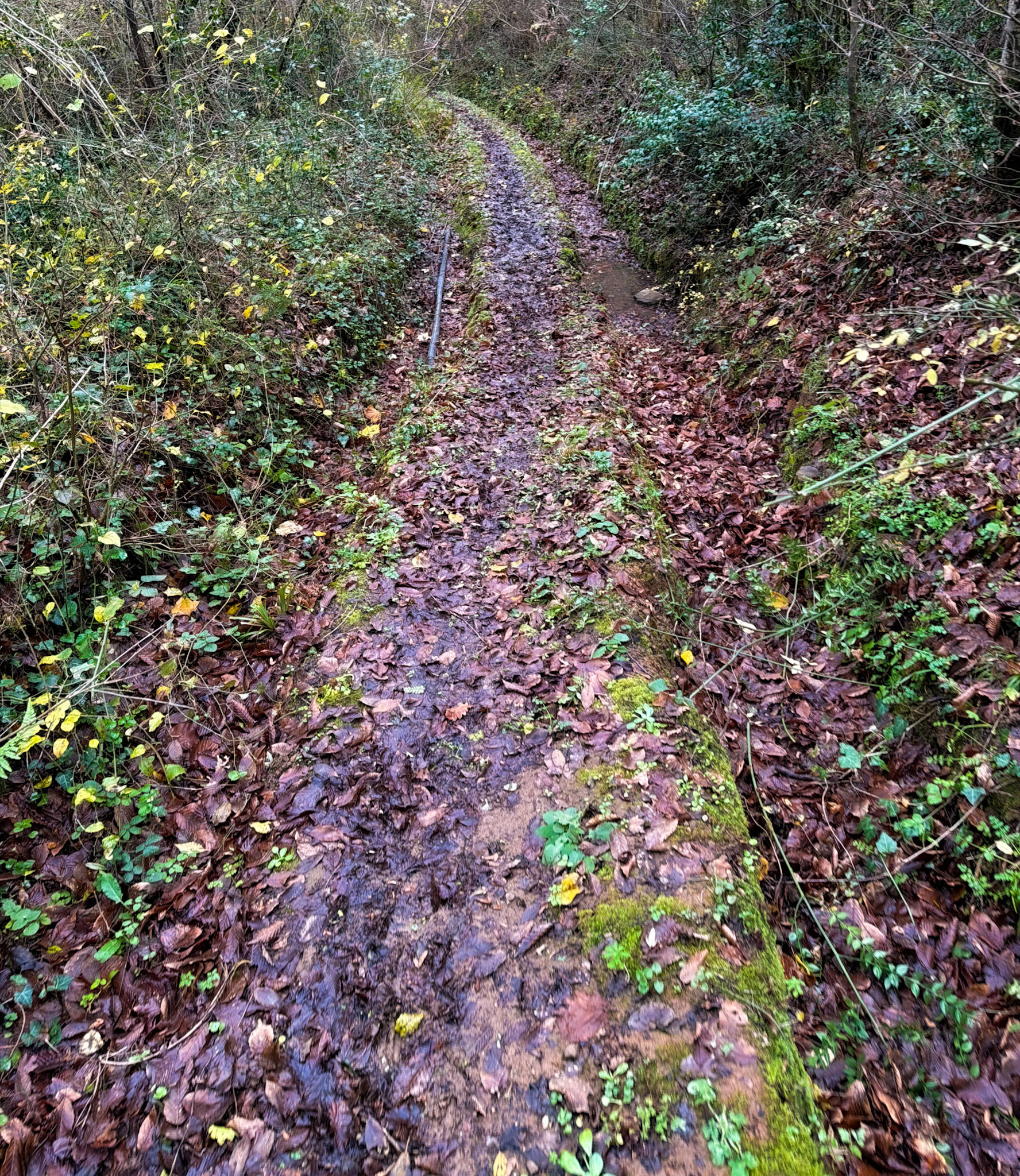İshaklı forest: leafy track