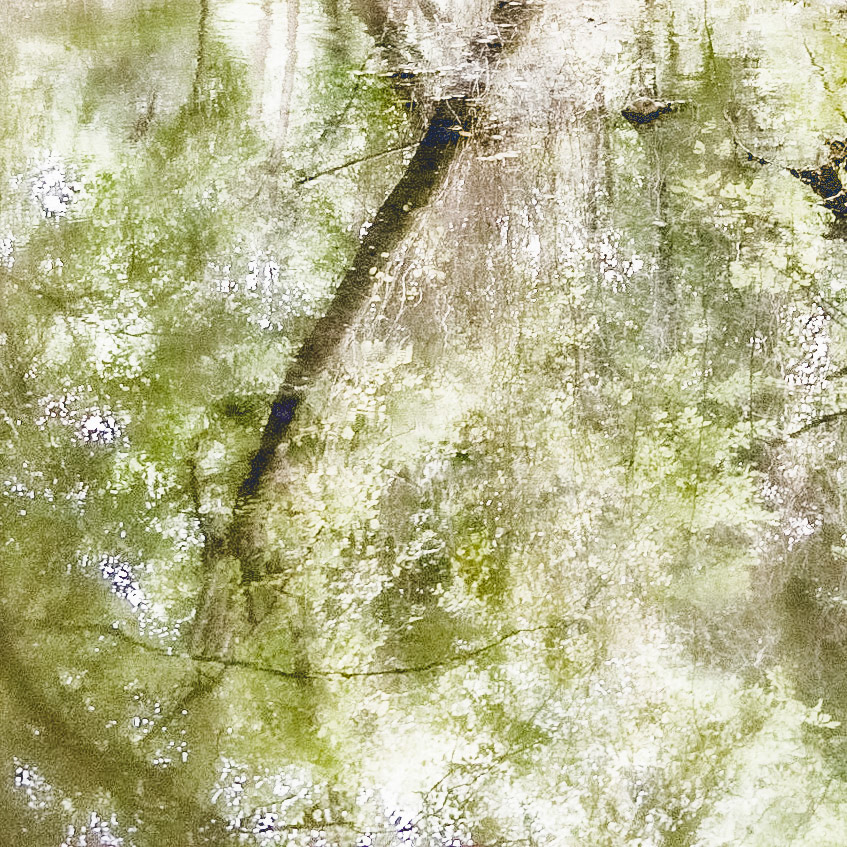 Kanlı forest: reflections in a pond