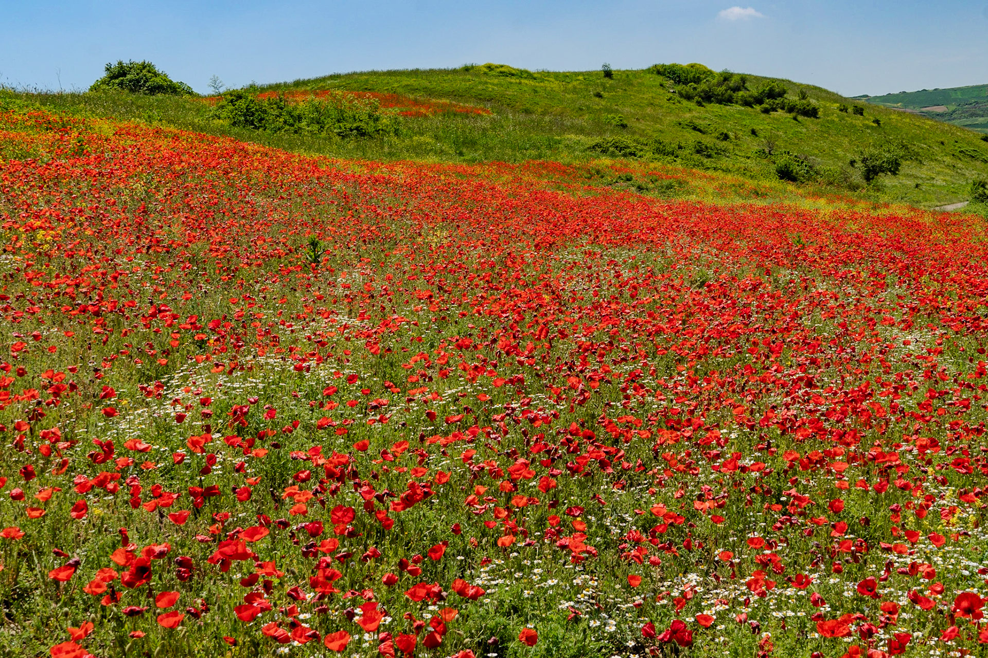 Filiboz: at the base of Kocabayır Hill passing through a meadow full of poppies in flower