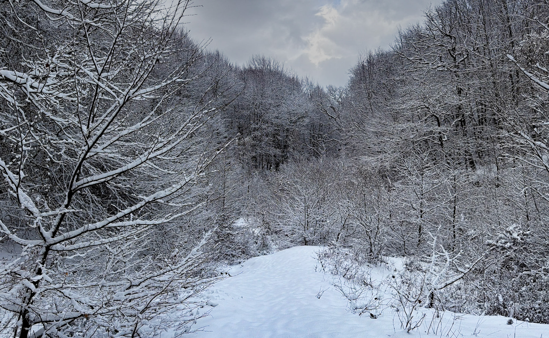 the İkinci Mahmut Şevket Paşa valley: snow covered trees