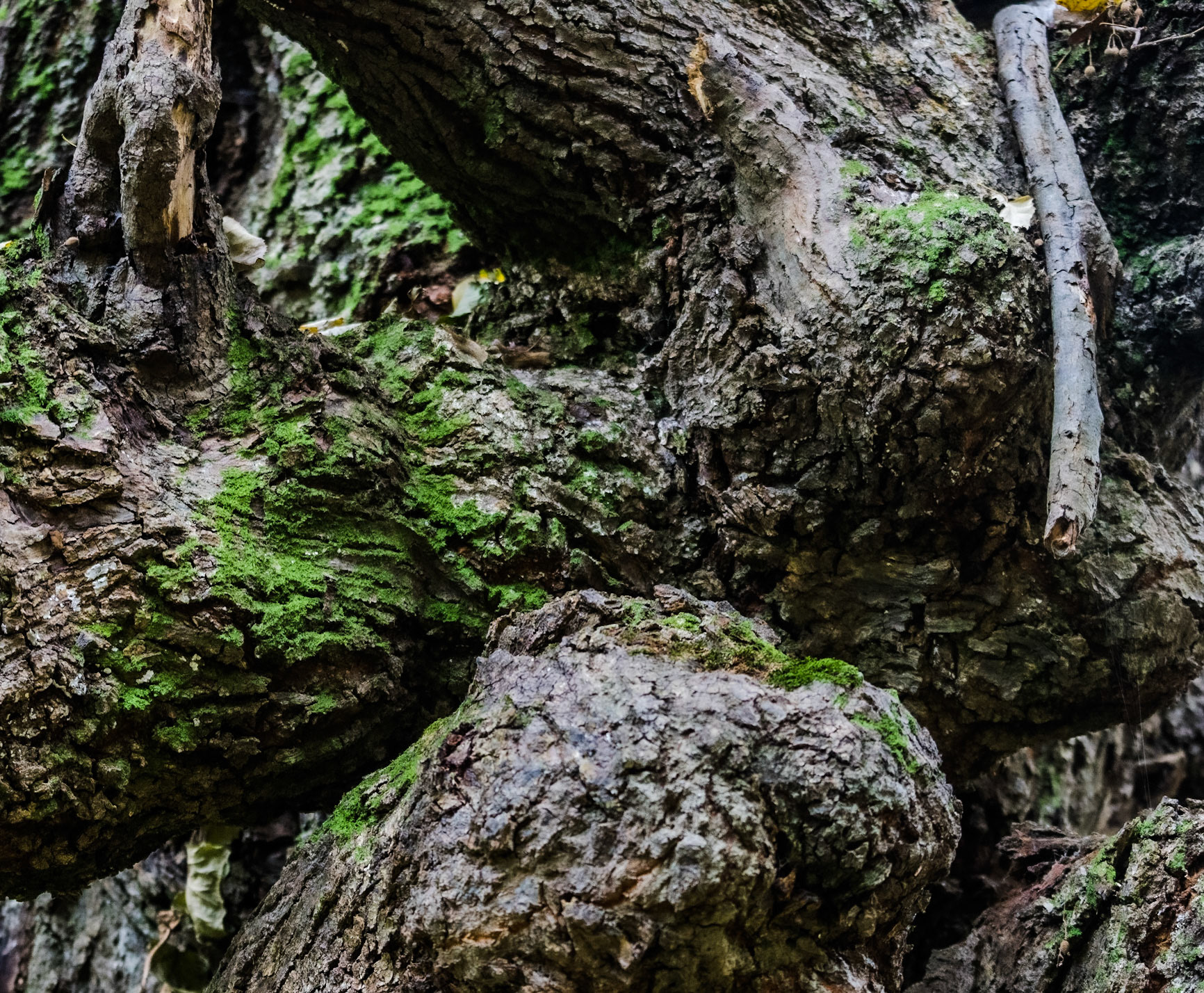 Alibahadır western forest stream valley: ancient tree
