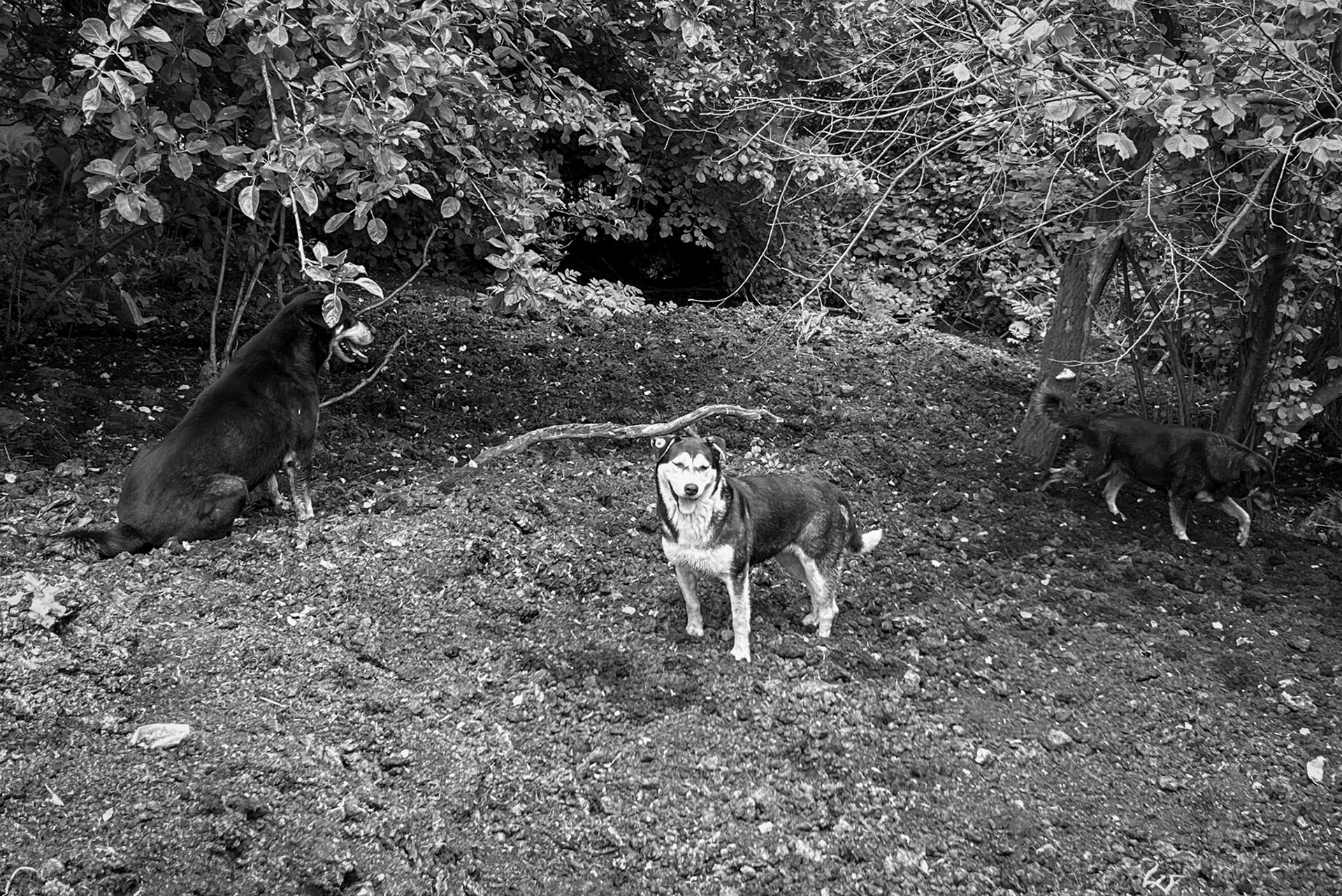 Mahmut Şevket Paşa S hill: 1 of our daydogs on a dungheap