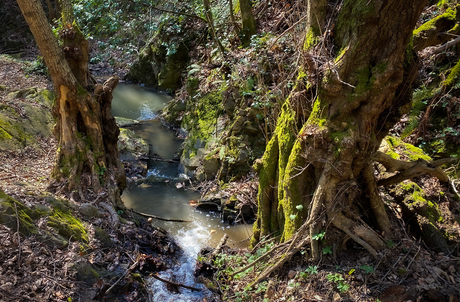 Zerzevat stream valley: complex old trees