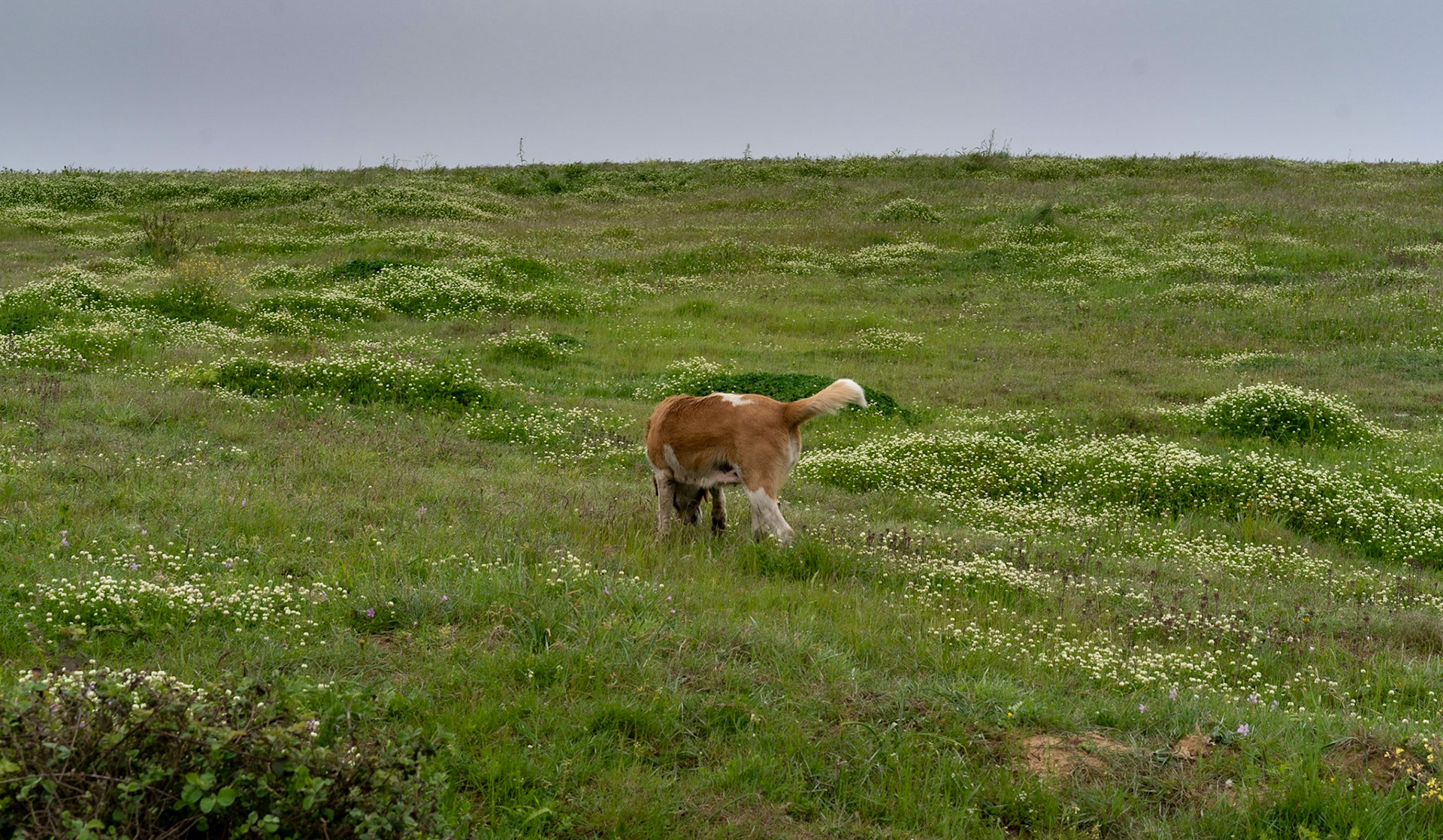 between Bozhane and Kılıçlı Köyü: day-dog in a spring meadow