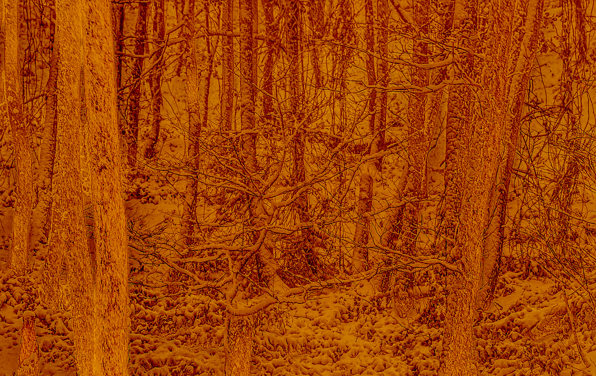 NE Belgrade Forest: snowy branches