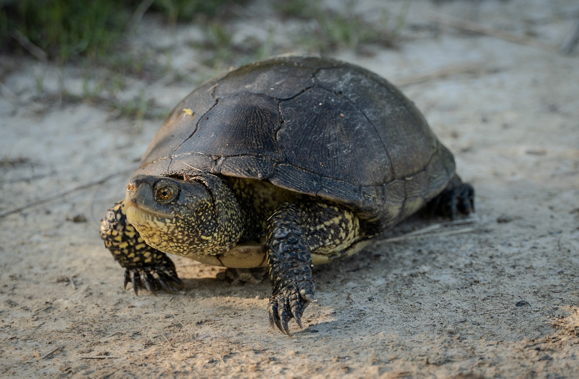 Küçükçekmece north-eastern marsh: a black tortoise or turtle (species?)