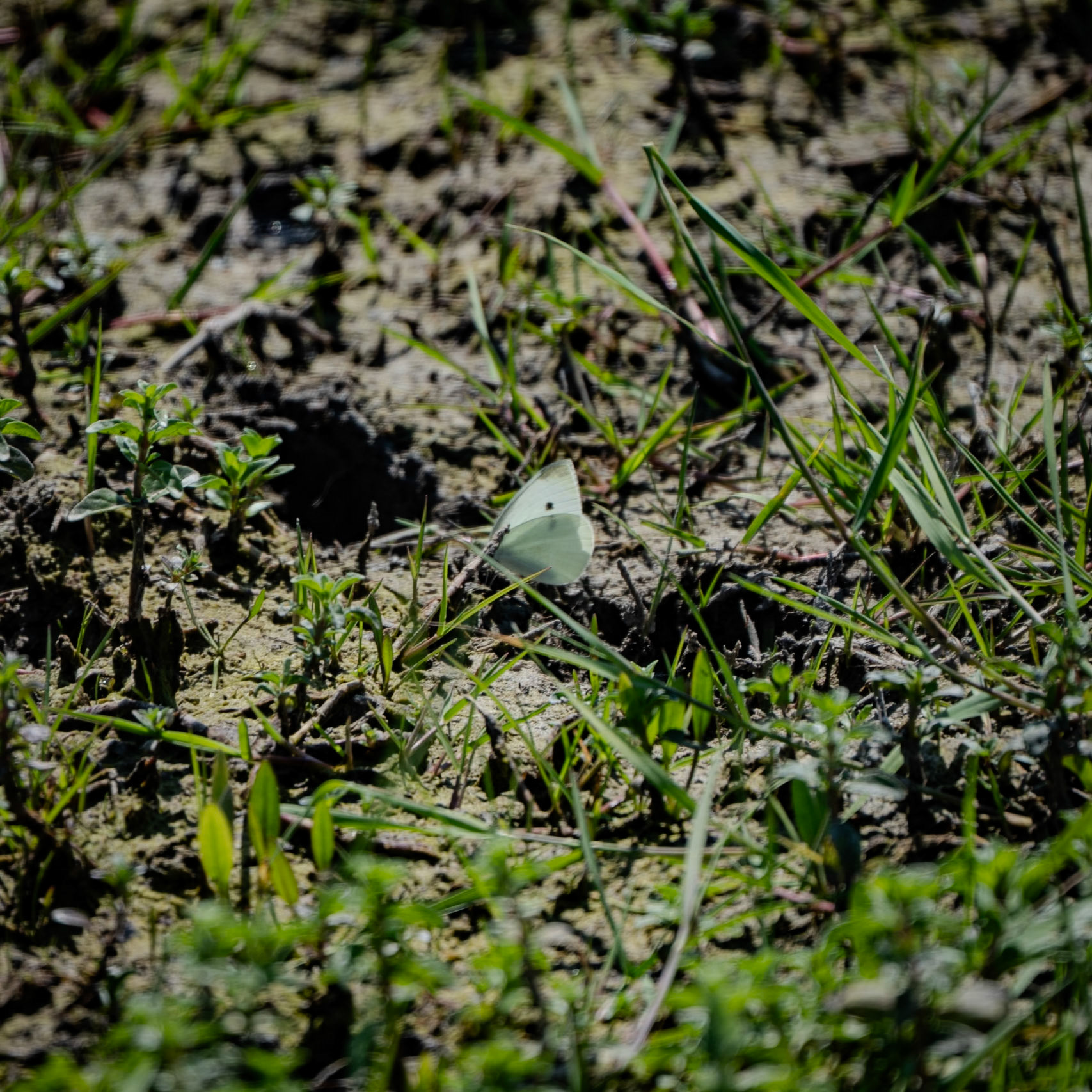 heading SW from Sazlıbosna: white black-spotted butterfly