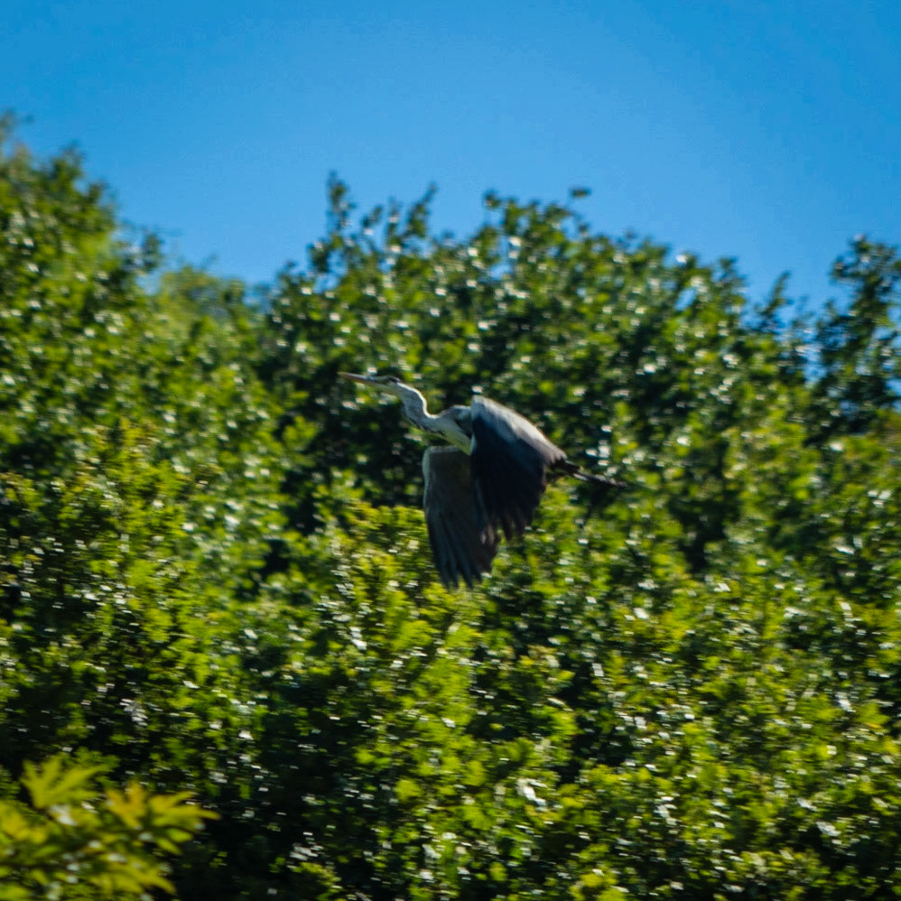 Ayazma river: waterbird