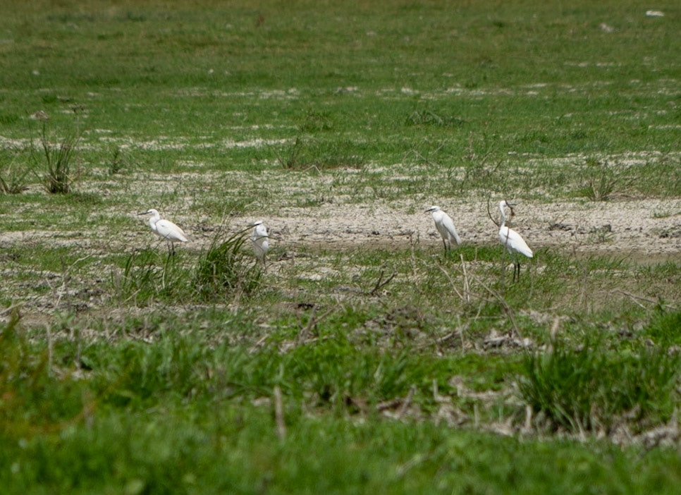 Sazlıdere northern reservoir: young storks (I think)