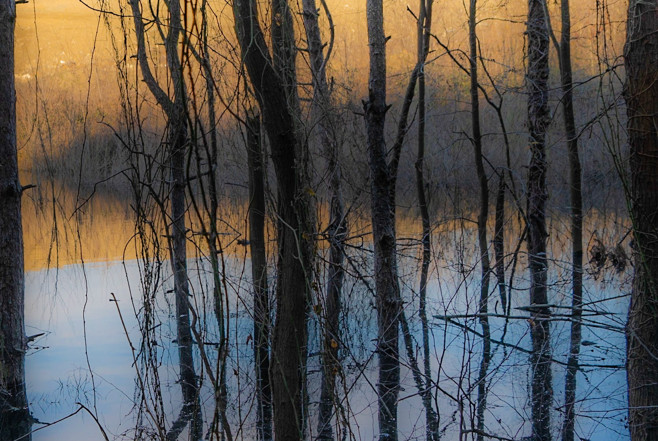 İmrahor swamp: arboreal reflections