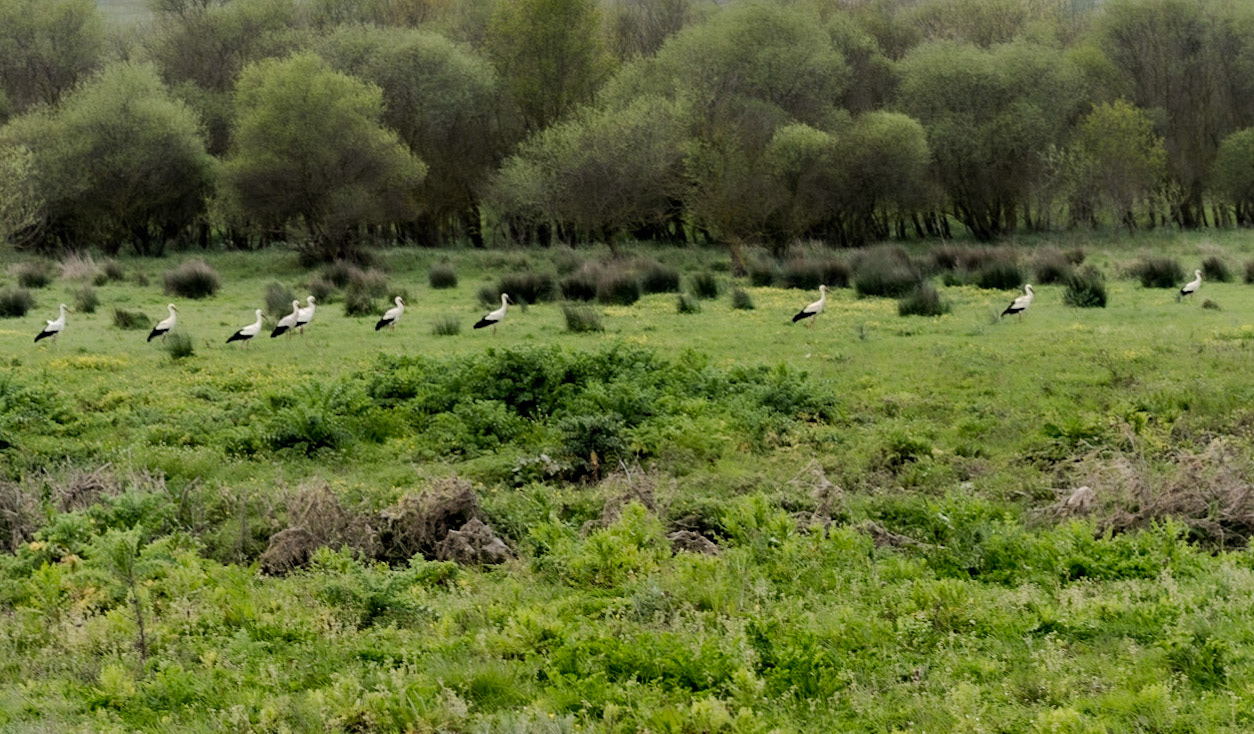 between Dursunköy and the Sazlıdere Reservoir: a line of storks facing the same way