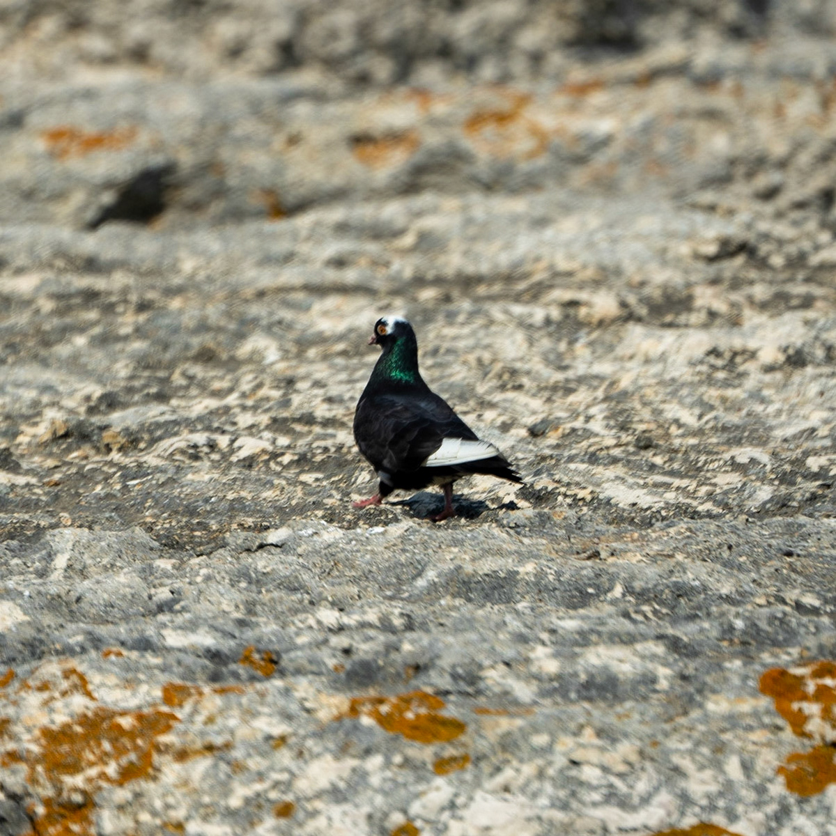Sahilköy basalt rock formation: wood pigeon (?)