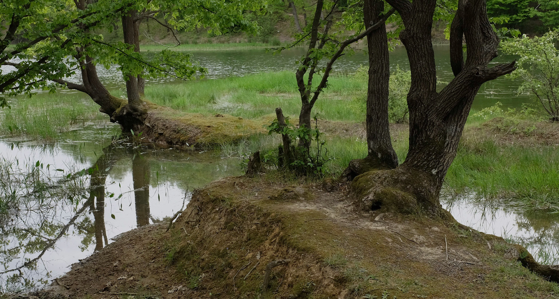 trees and their reflections at the southern edge of Göktürk Goleti on the SW edge of Belgrade Forest