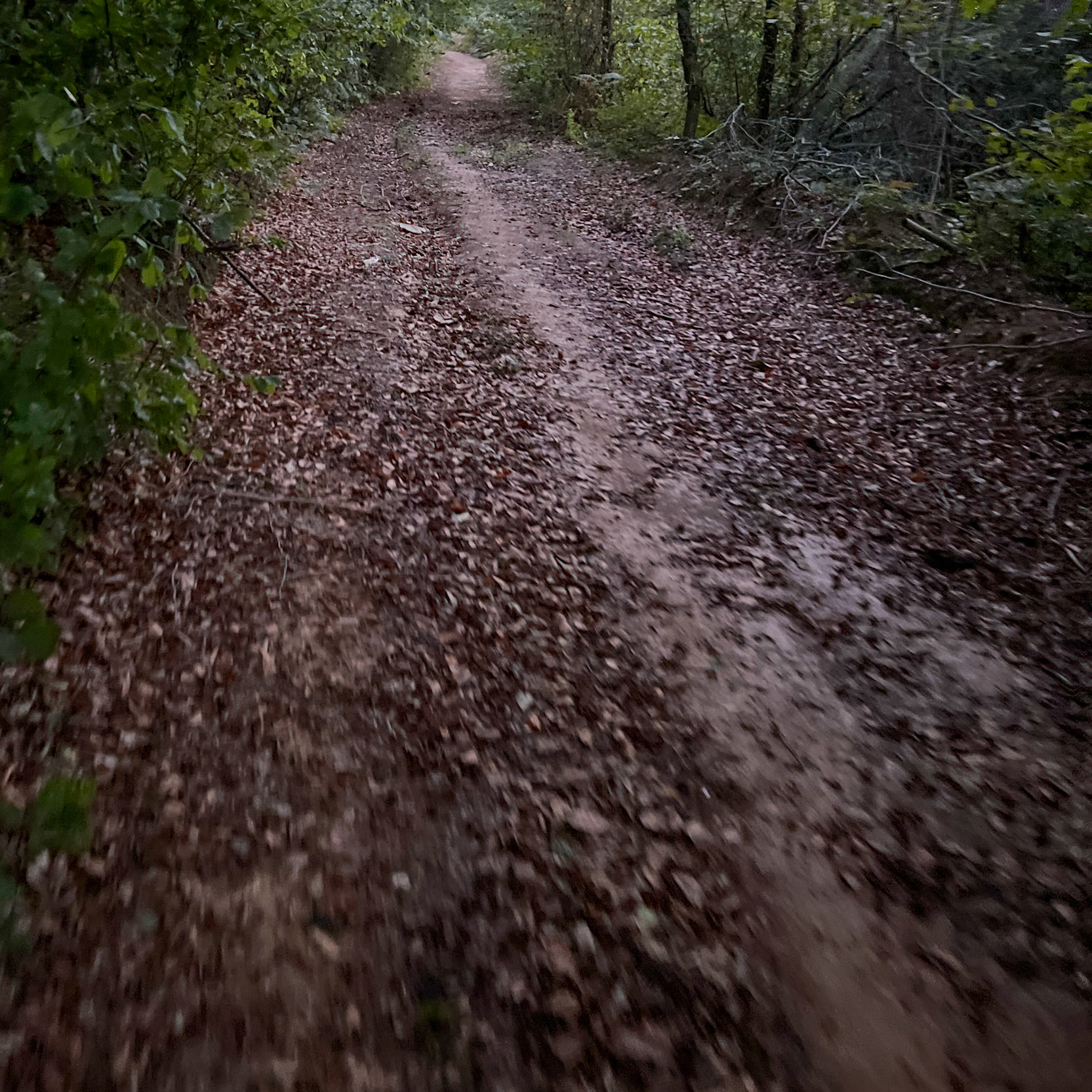 Zerzevat NE hill: track