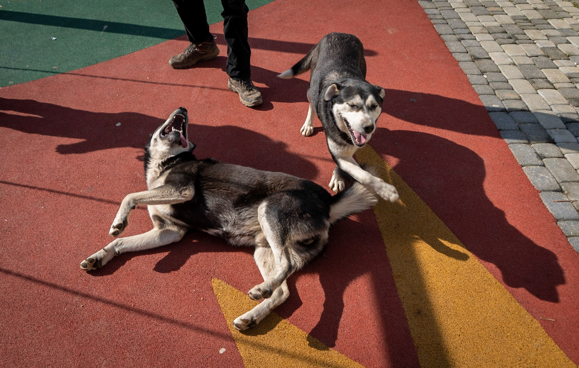 Zerzevatçı: playing with excited village dogs