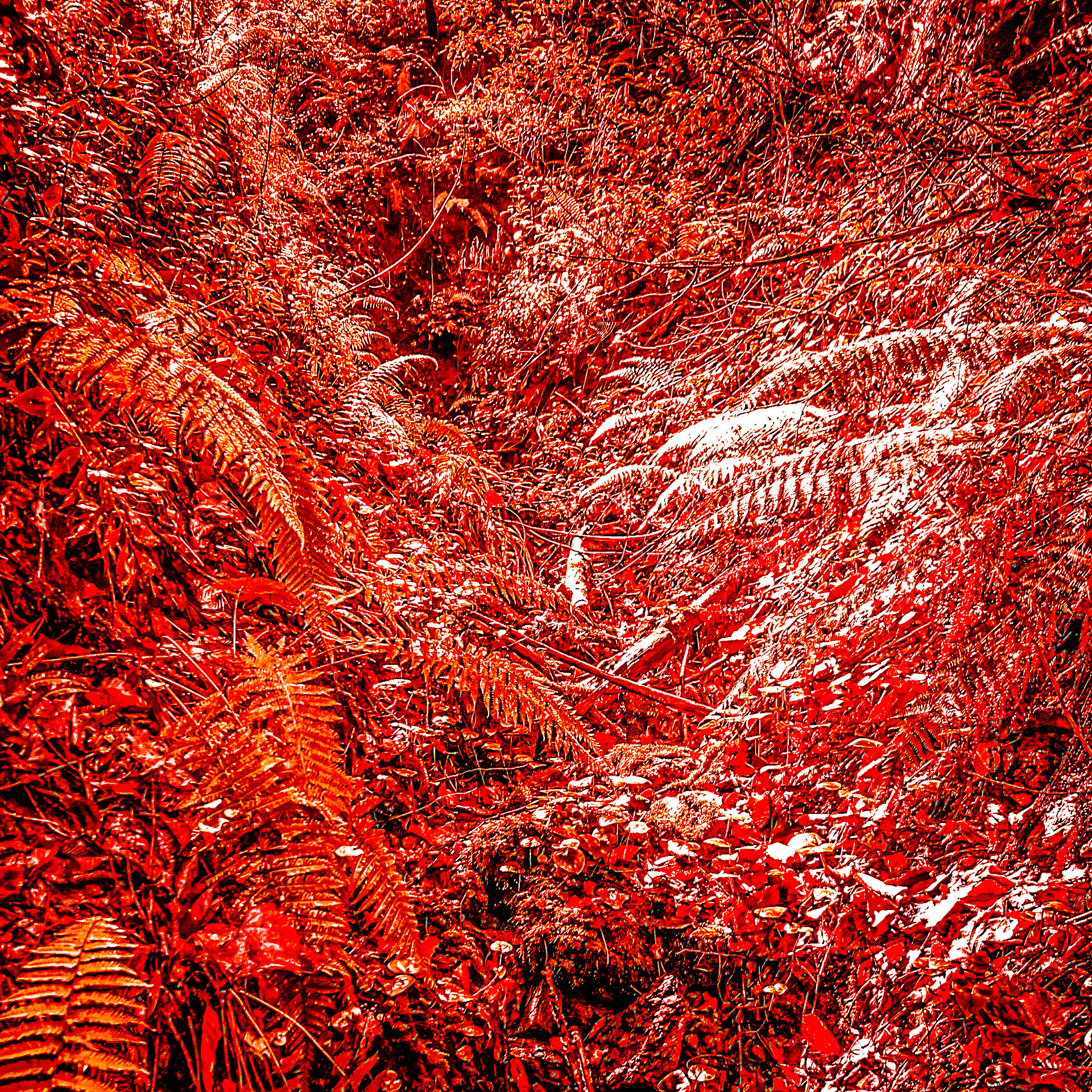 A Riva river tributary streamwalk: vegetation