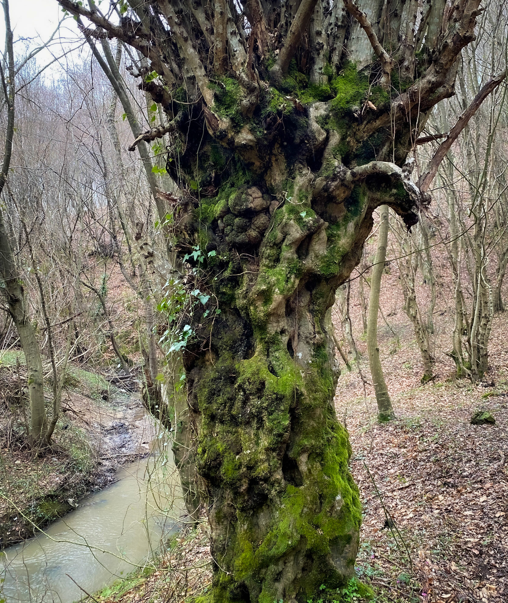 Kozu Deresi valleys: stream and old tree