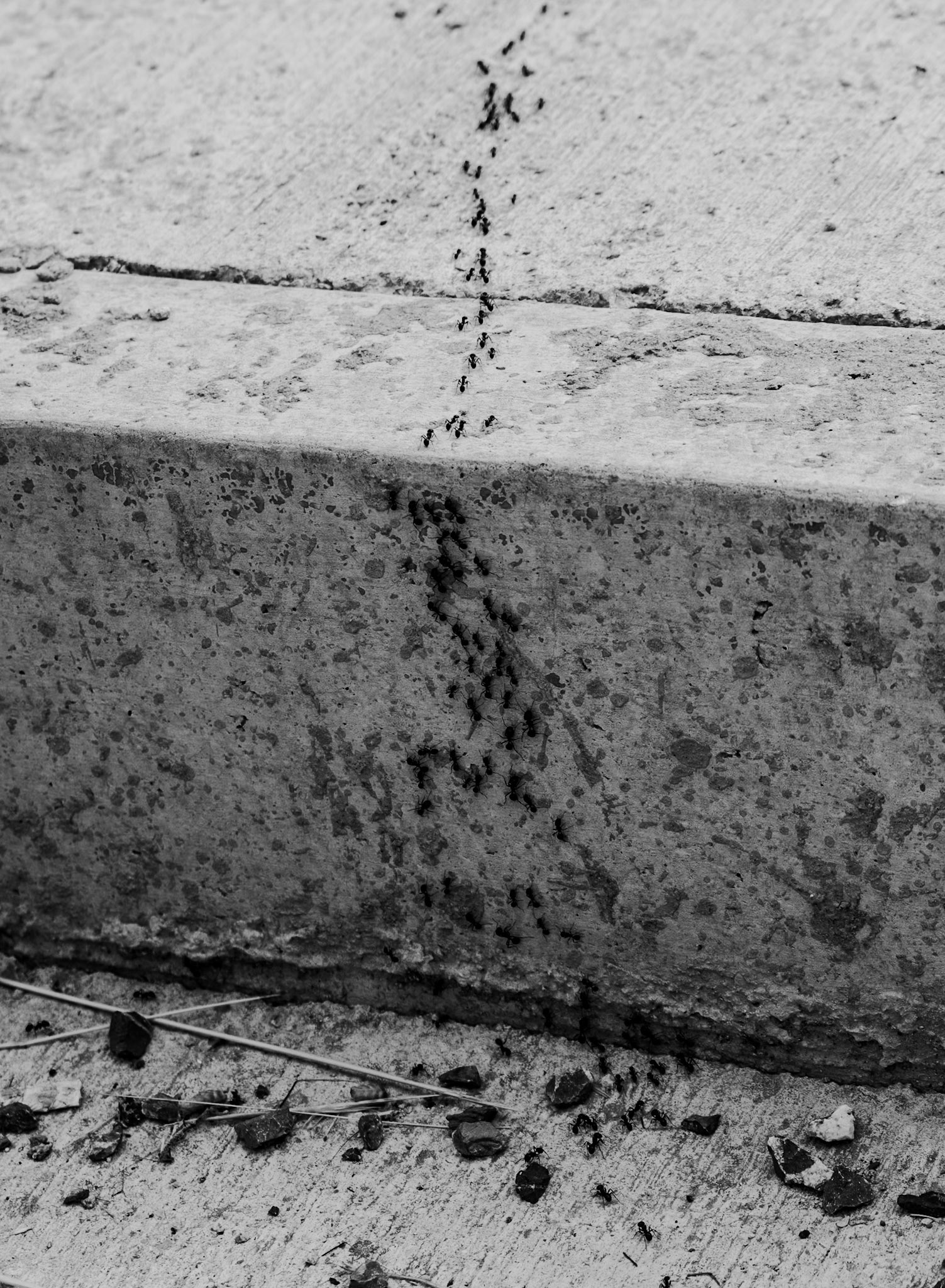 Beykoz Spor Ormanı: ants