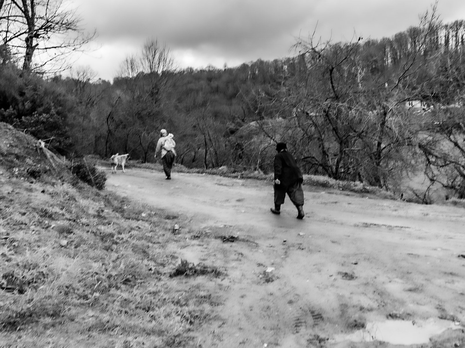 Çavuşbaşı forests: herb-collecting village women and their dog