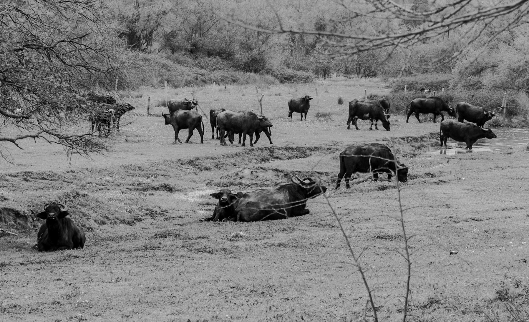 between Yeniköy and Terkos: water buffalo